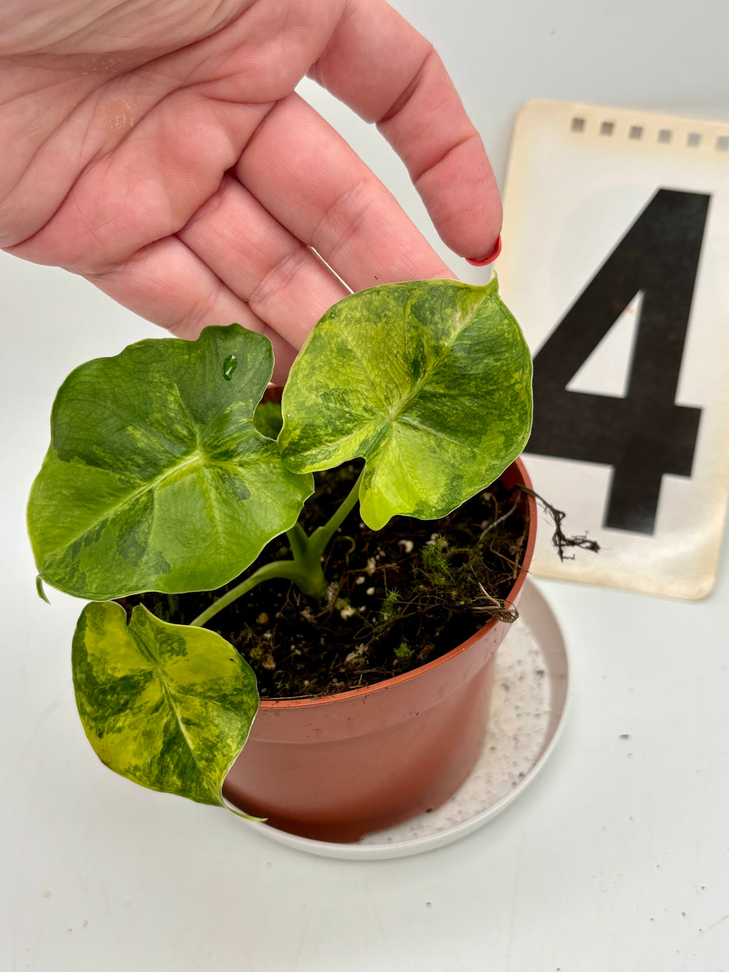 Alocasia London Eye Variegata