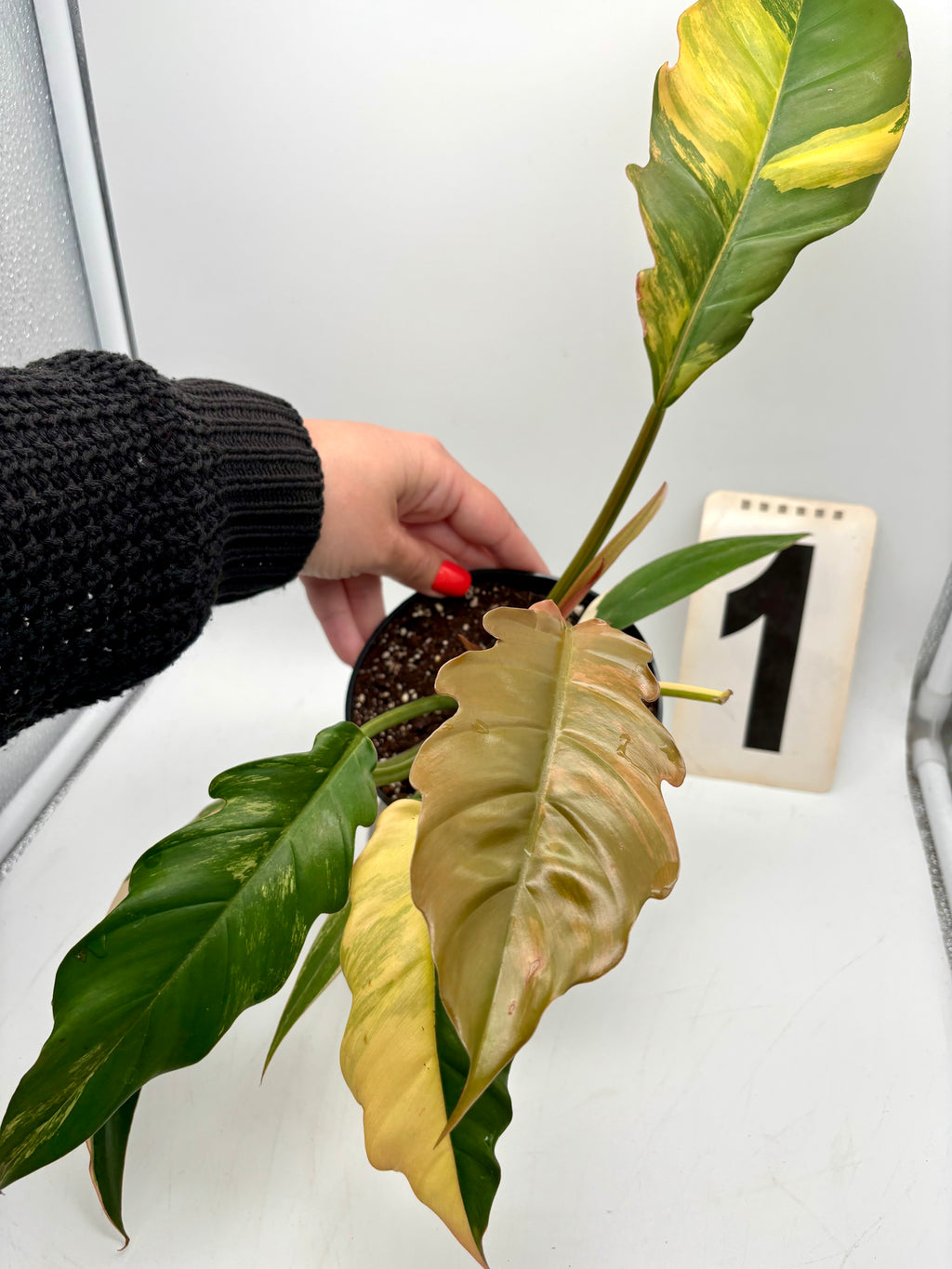 Philodendron Caramel Marble - Exotic-Flowers