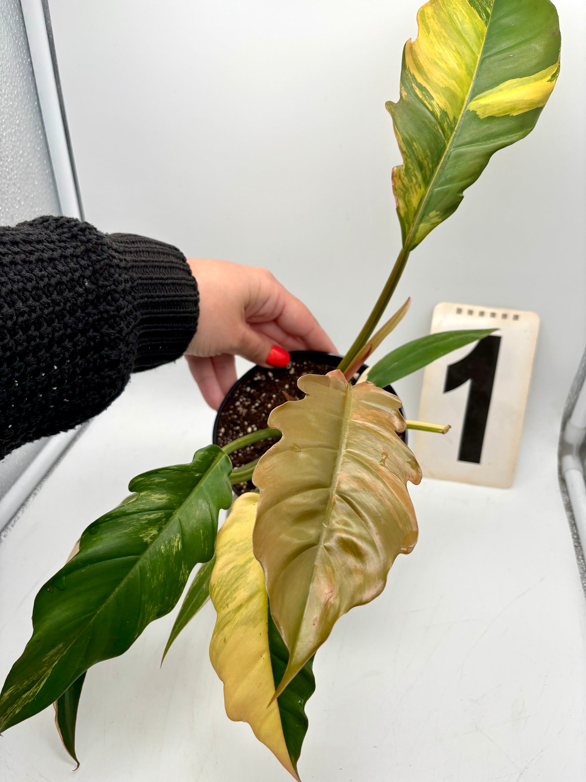Philodendron Caramel Marble - Exotic-Flowers