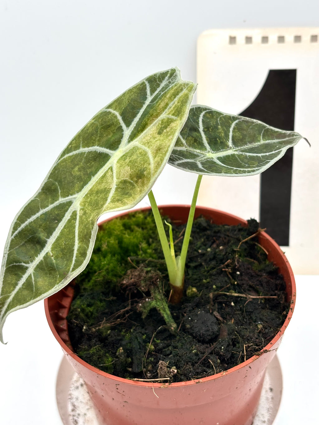 Alocasia Watsoniana Lightning Variegata Pflanze von Exotic-Flowers mit grün-weißen, marmorierten Blättern, groß und dekorativ