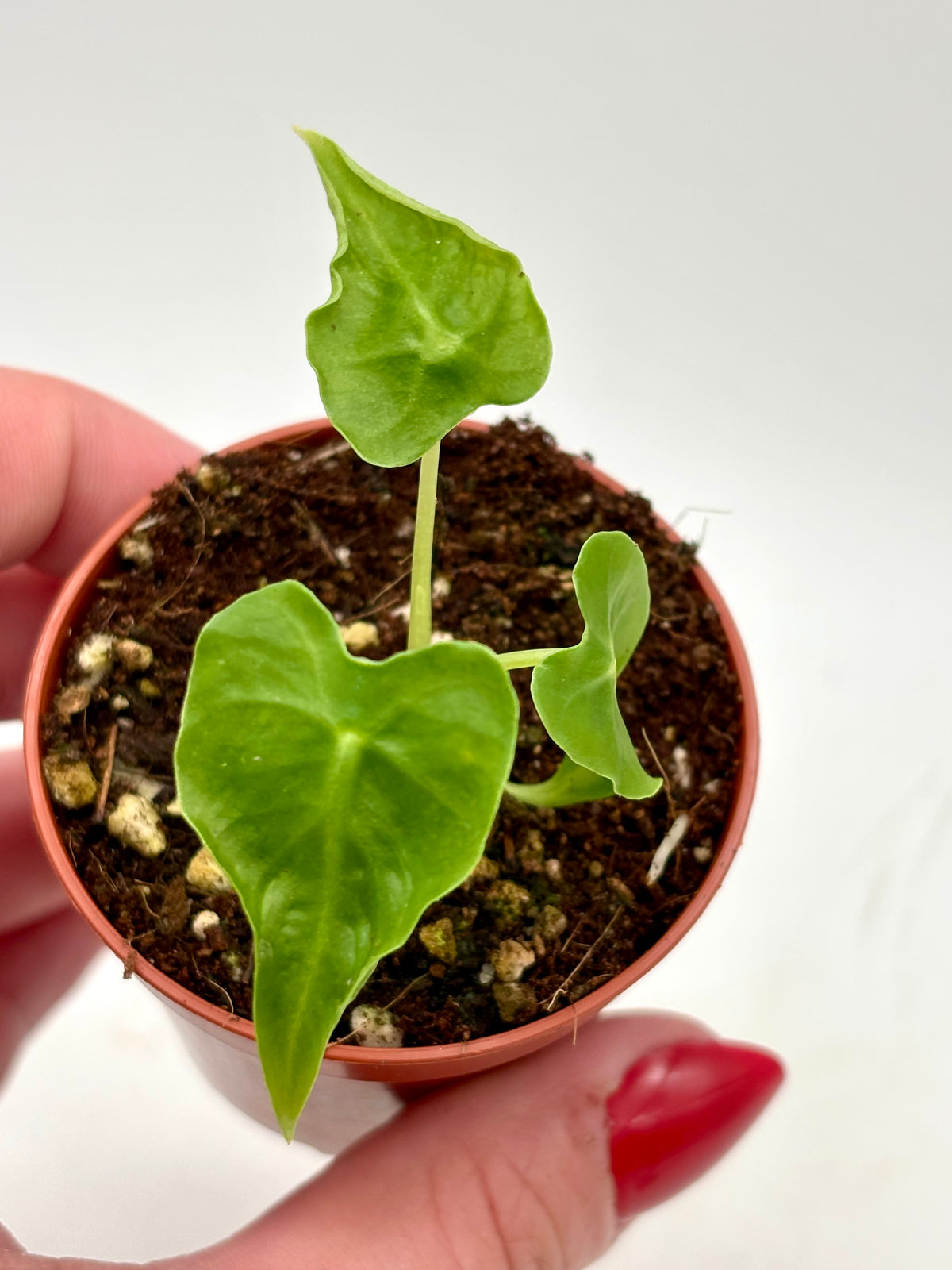 Alocasia Frydek Tattoo/Emerald Tide von Exotic-Flowers, grüne Pflanze mit großen, glänzenden Blättern, im Topf auf einem Tisch.