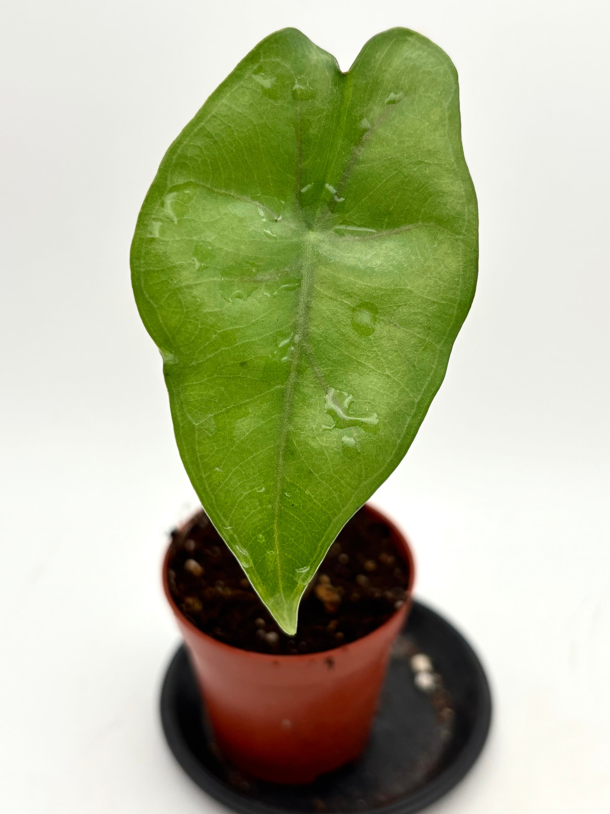 Alocasia Princeps Pflanze von Exotic-Flowers mit großen, dunkelgrünen Blättern und auffälligen Blattadern.