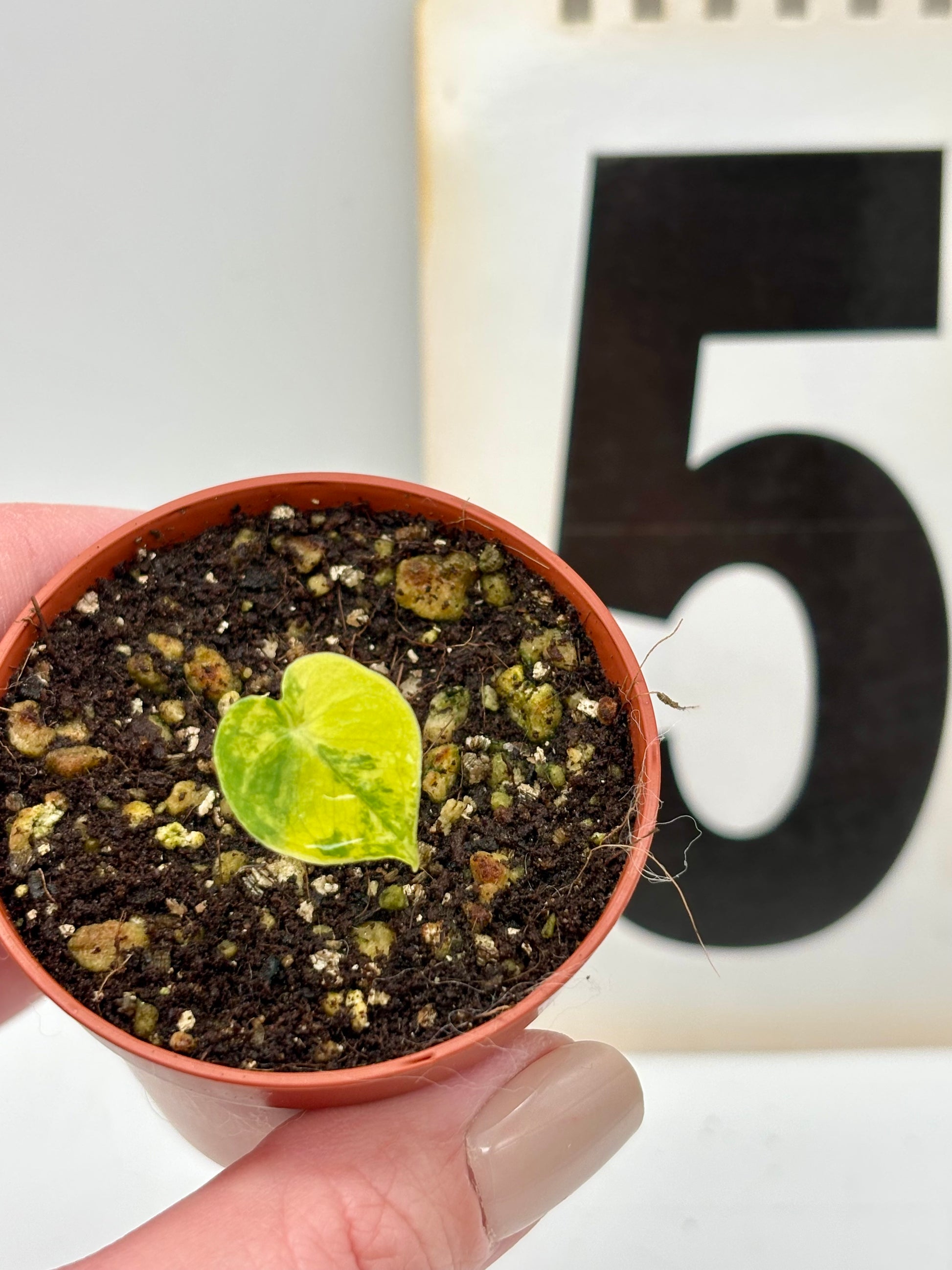 Alocasia London Eye Variegata Pflanze mit großen, grünen Blättern mit weißen Mustern, exotische Zimmerpflanze von Exotic-Flowers