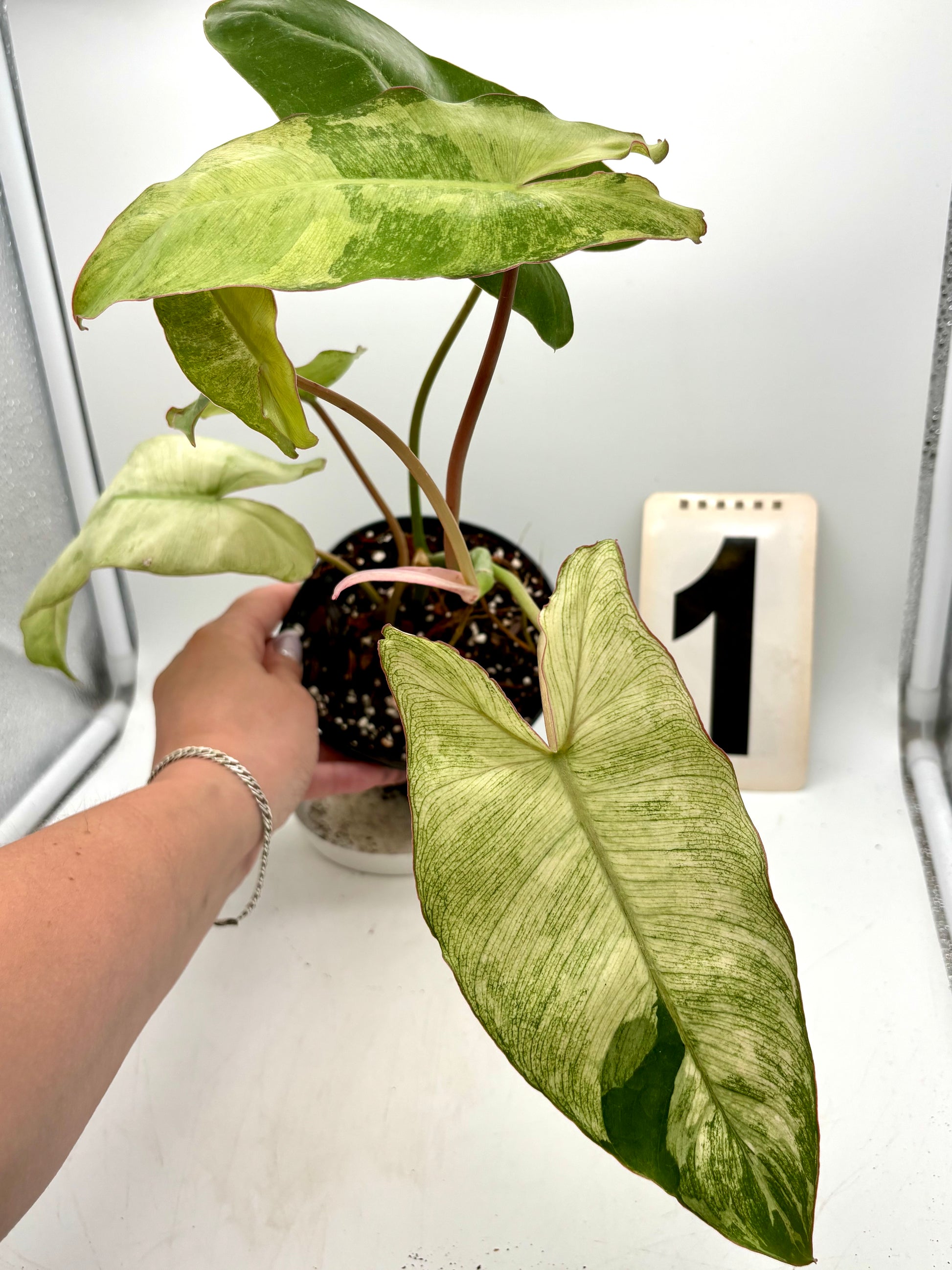 Philodendron Paraiso Verde Albo / Mint Variegata