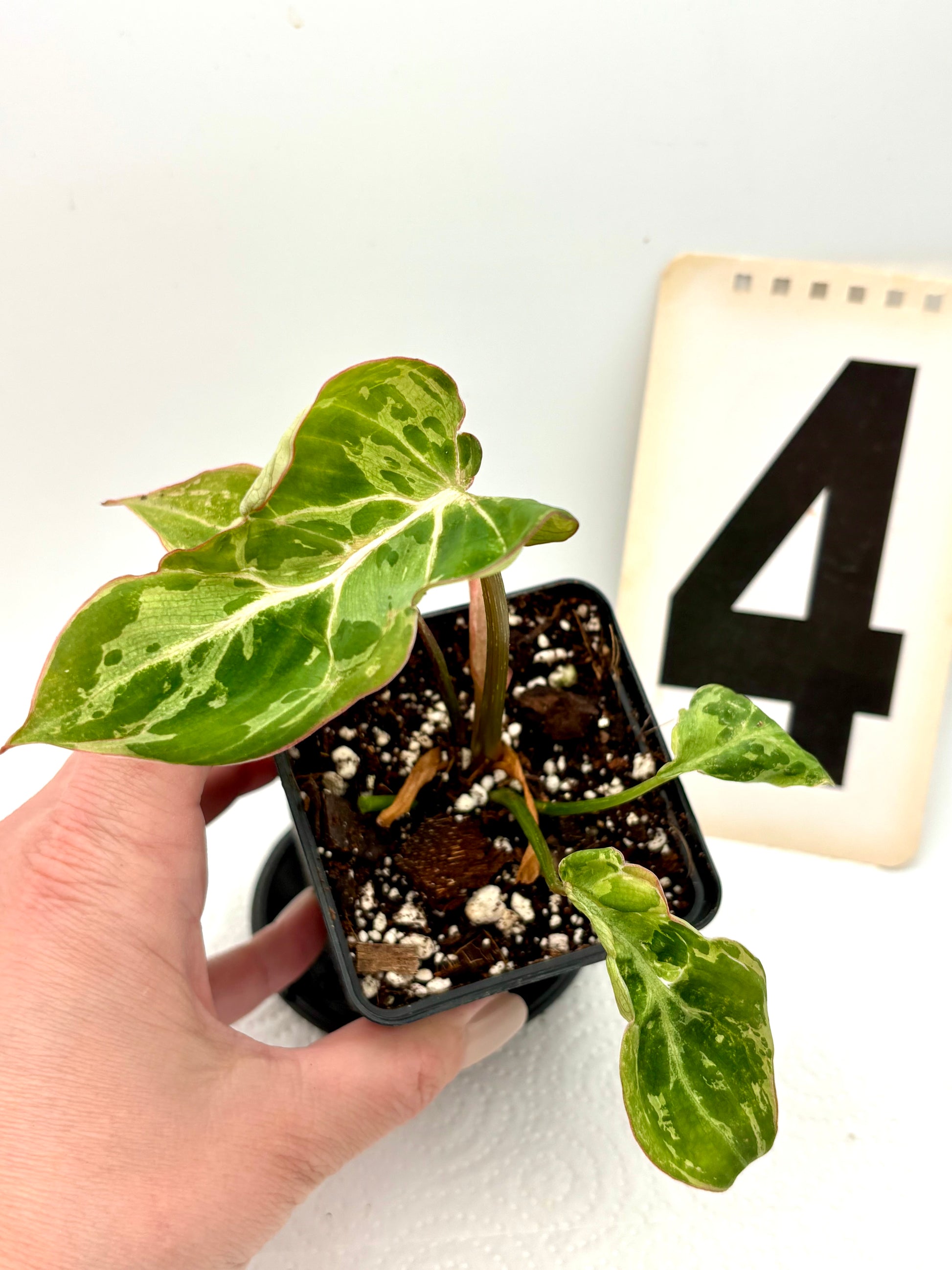 Philodendron Gloriosum Variegata / Snow Leopard - Jungpflanzen