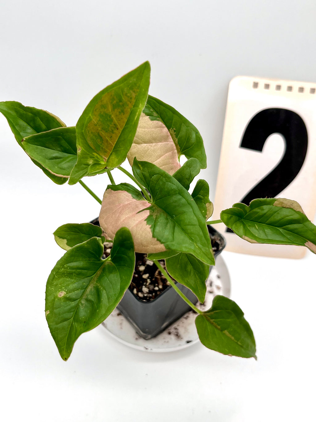Syngonium Pink Beauty