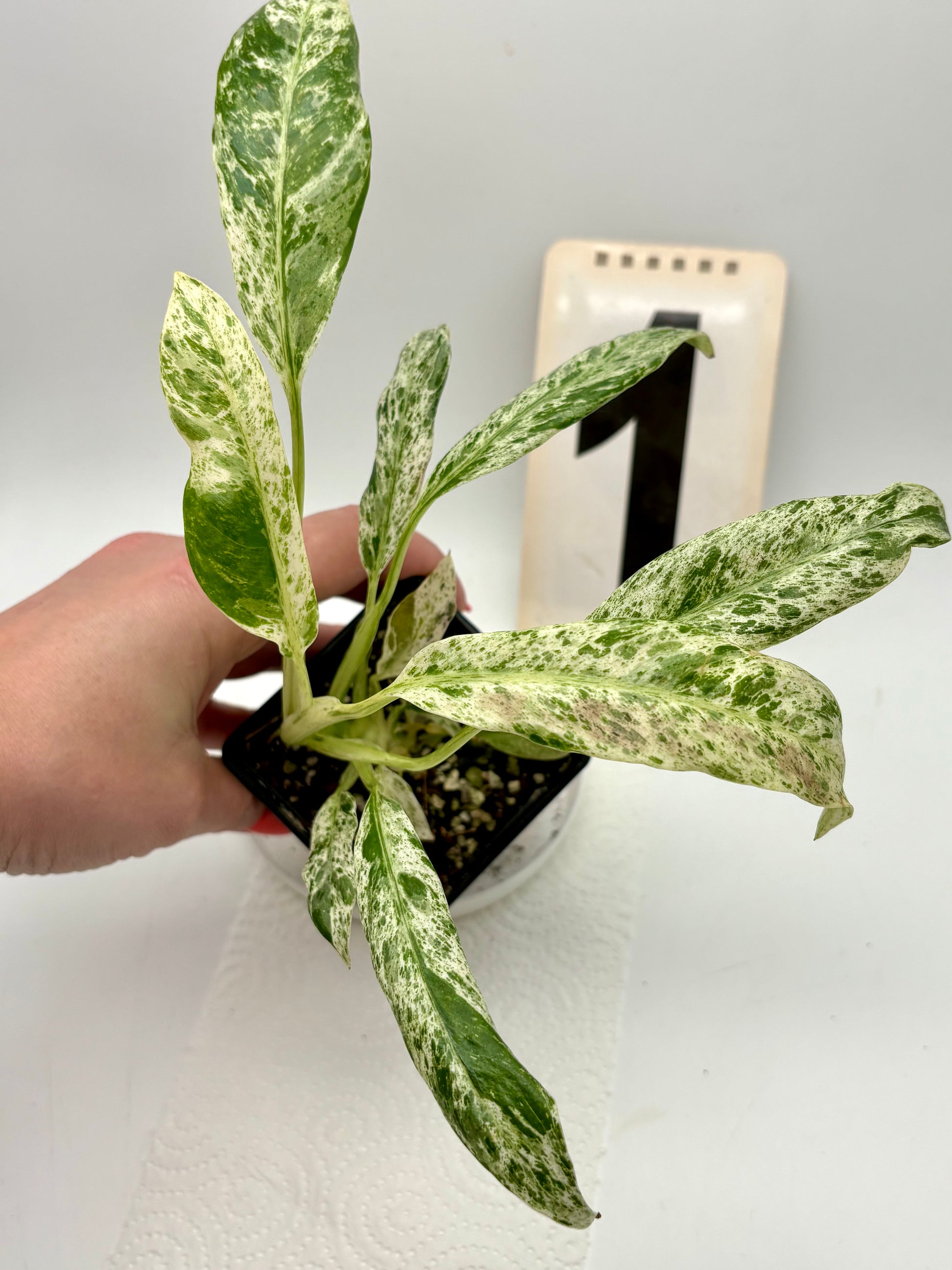 Epipremnum Giganteum Variegata