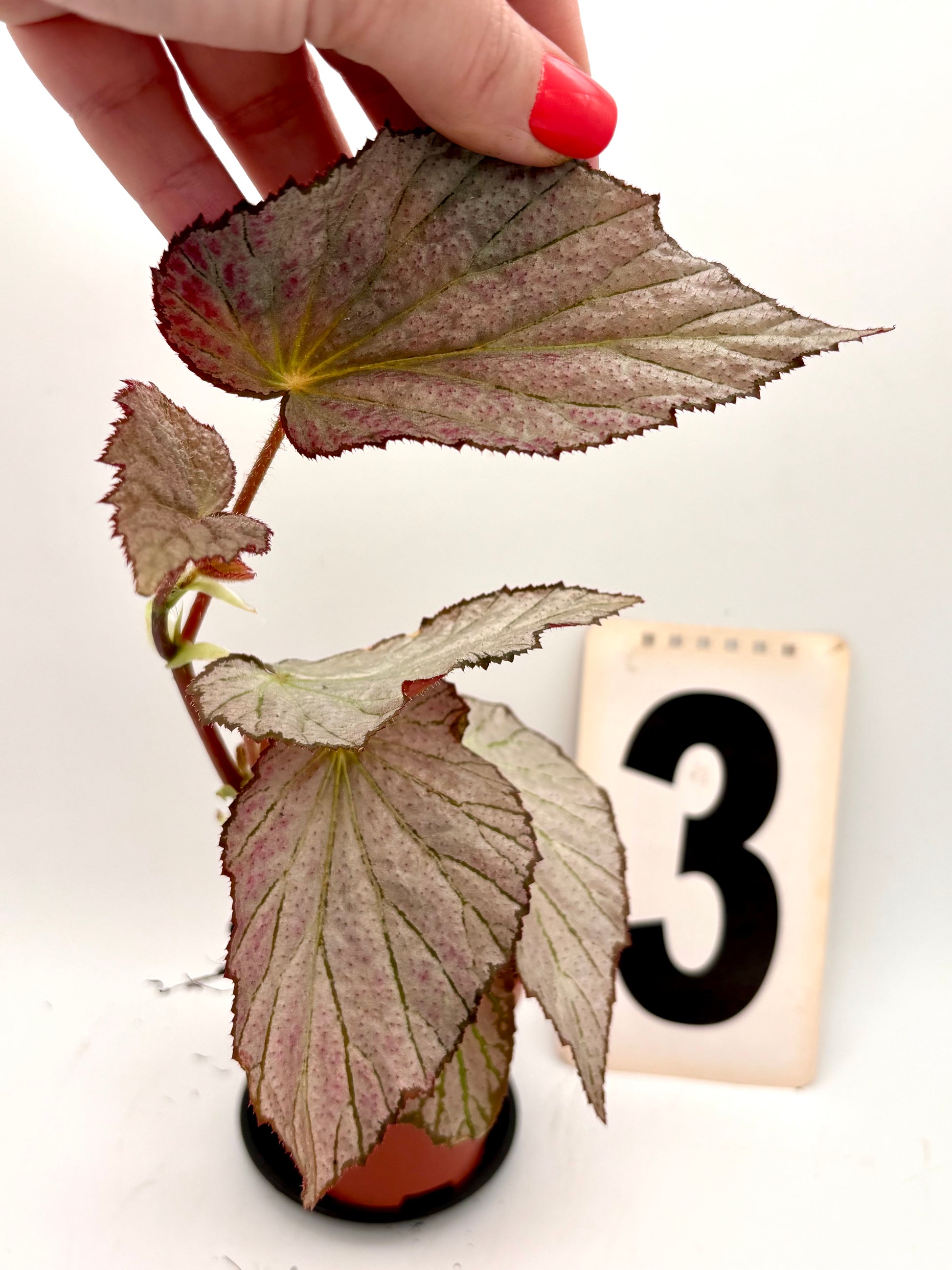 Mehrfarbige Begonia Two Face Pflanze von Exotic-Flowers mit bunten Blättern und Blüten, Nahaufnahme der Pflanze.