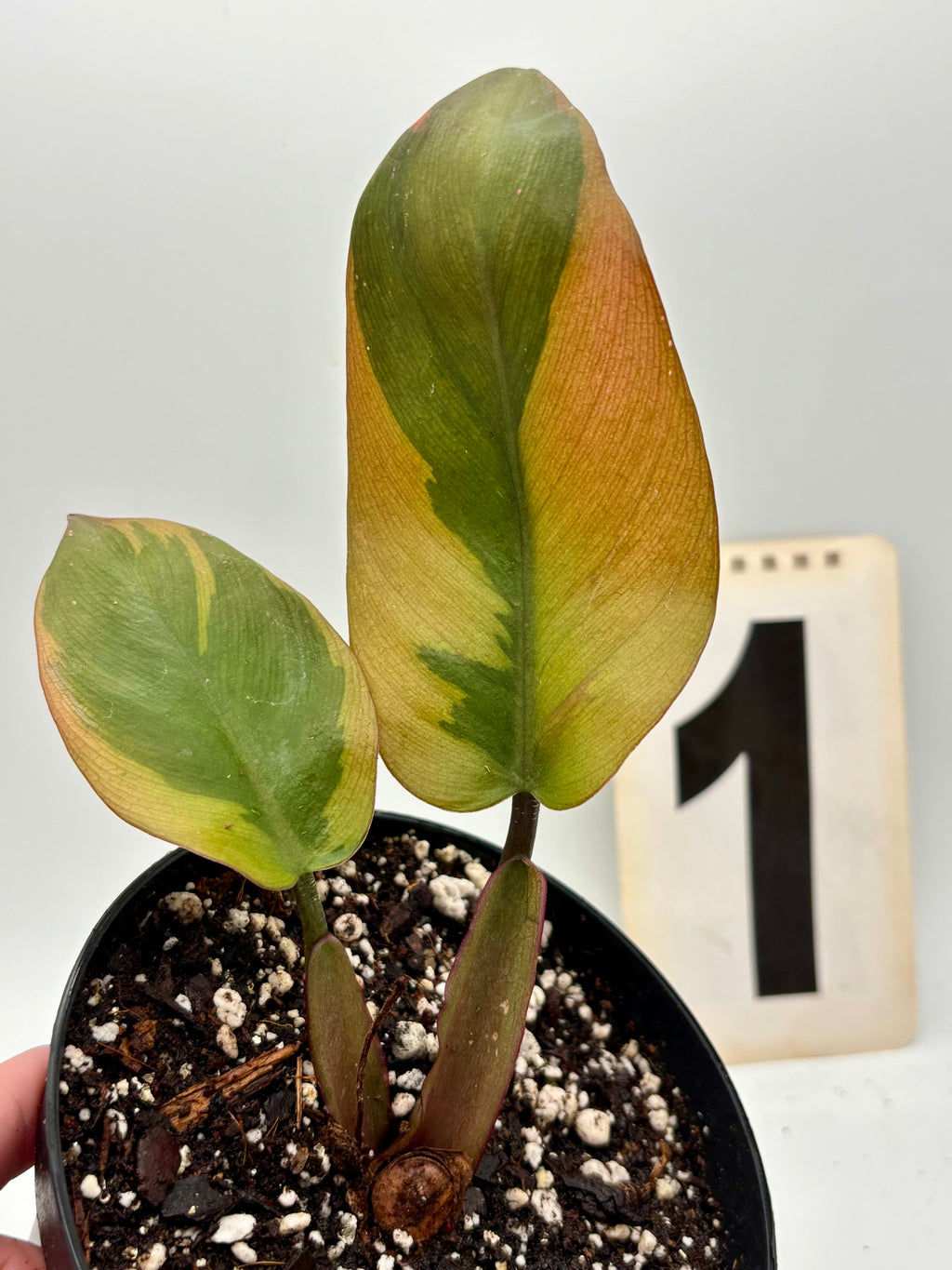 Philodendron Black Cardinal Variegata