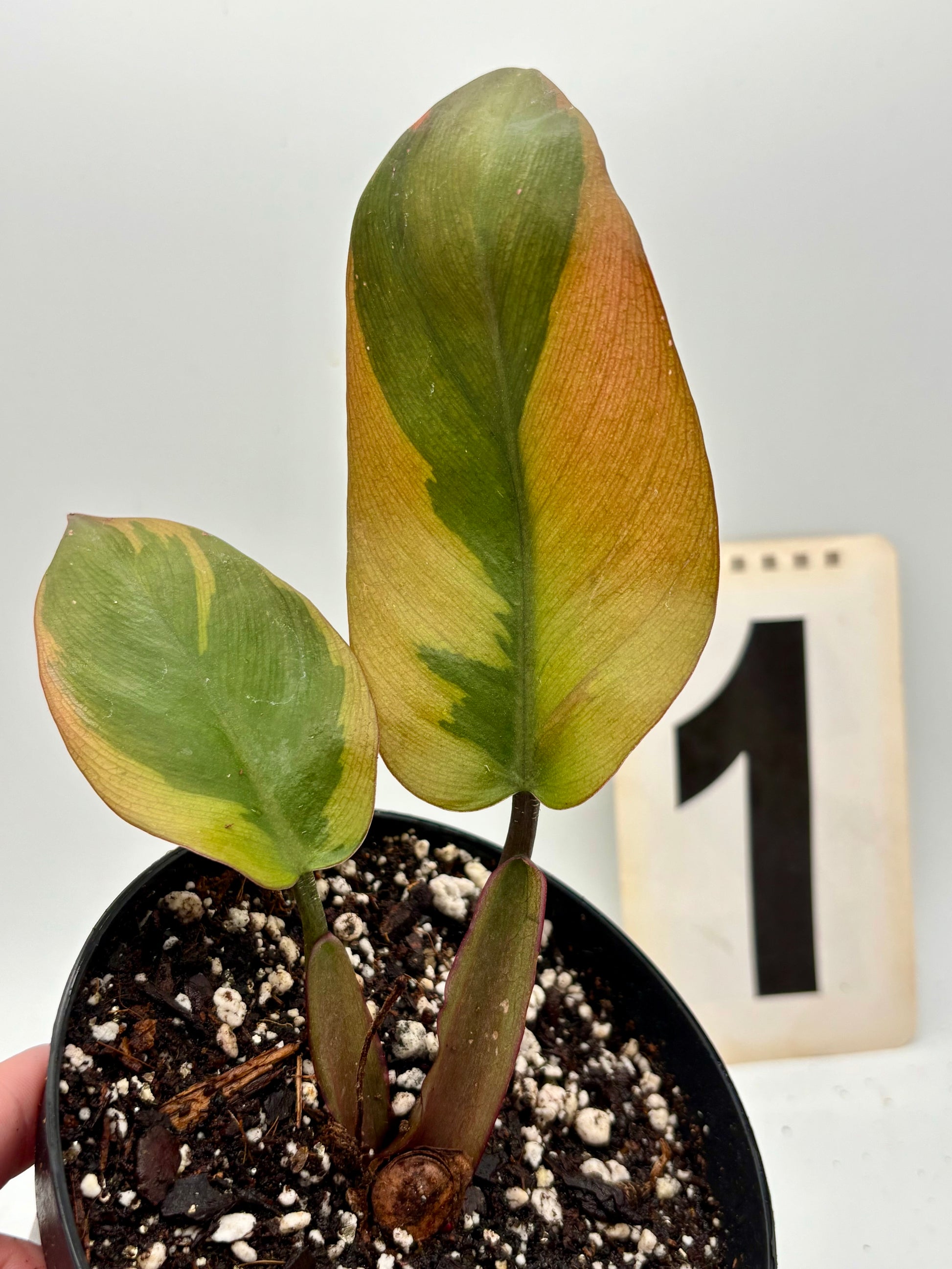 Philodendron Black Cardinal Variegata