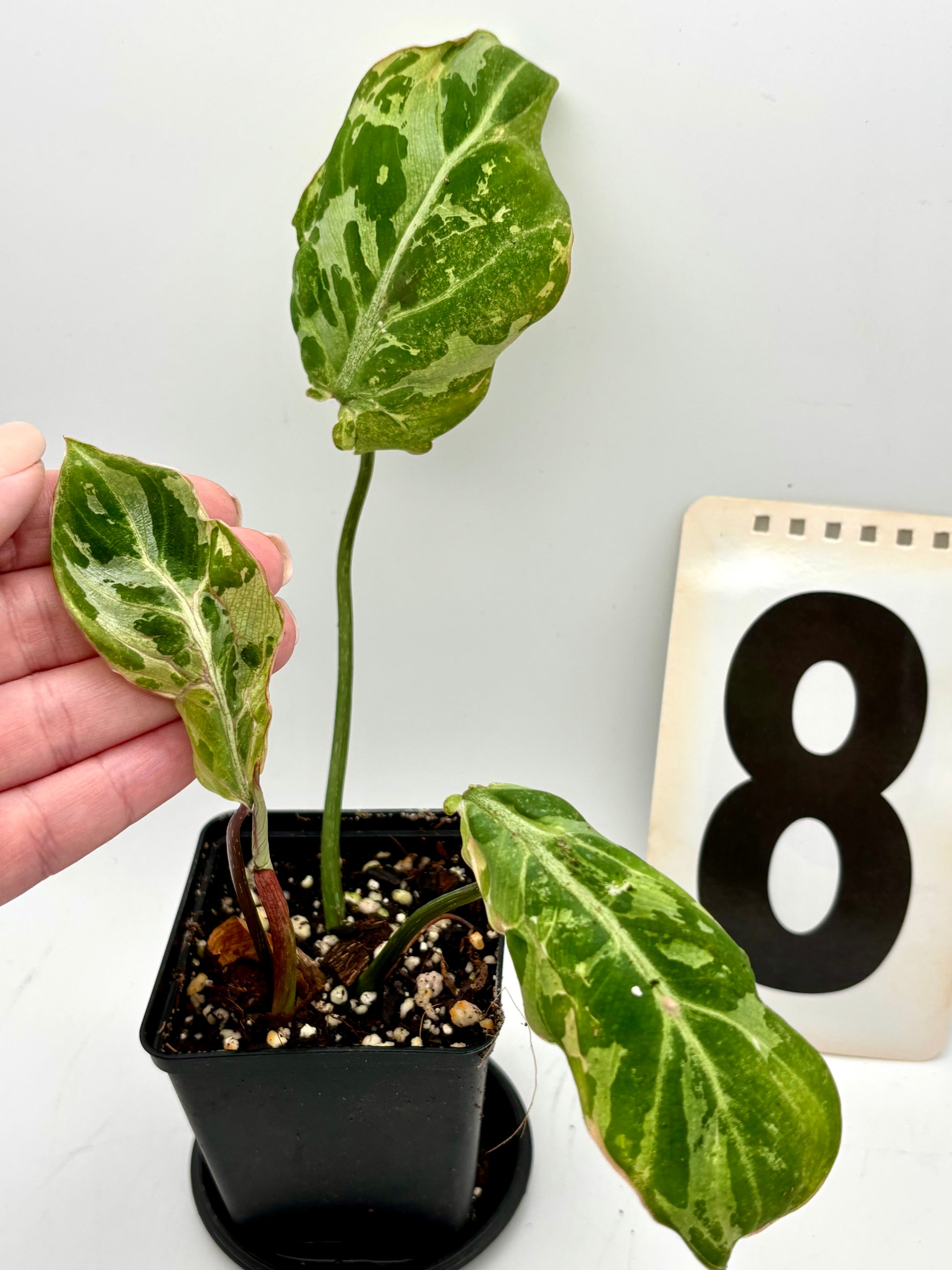 Philodendron Gloriosum Variegata / Snow Leopard - Jungpflanzen