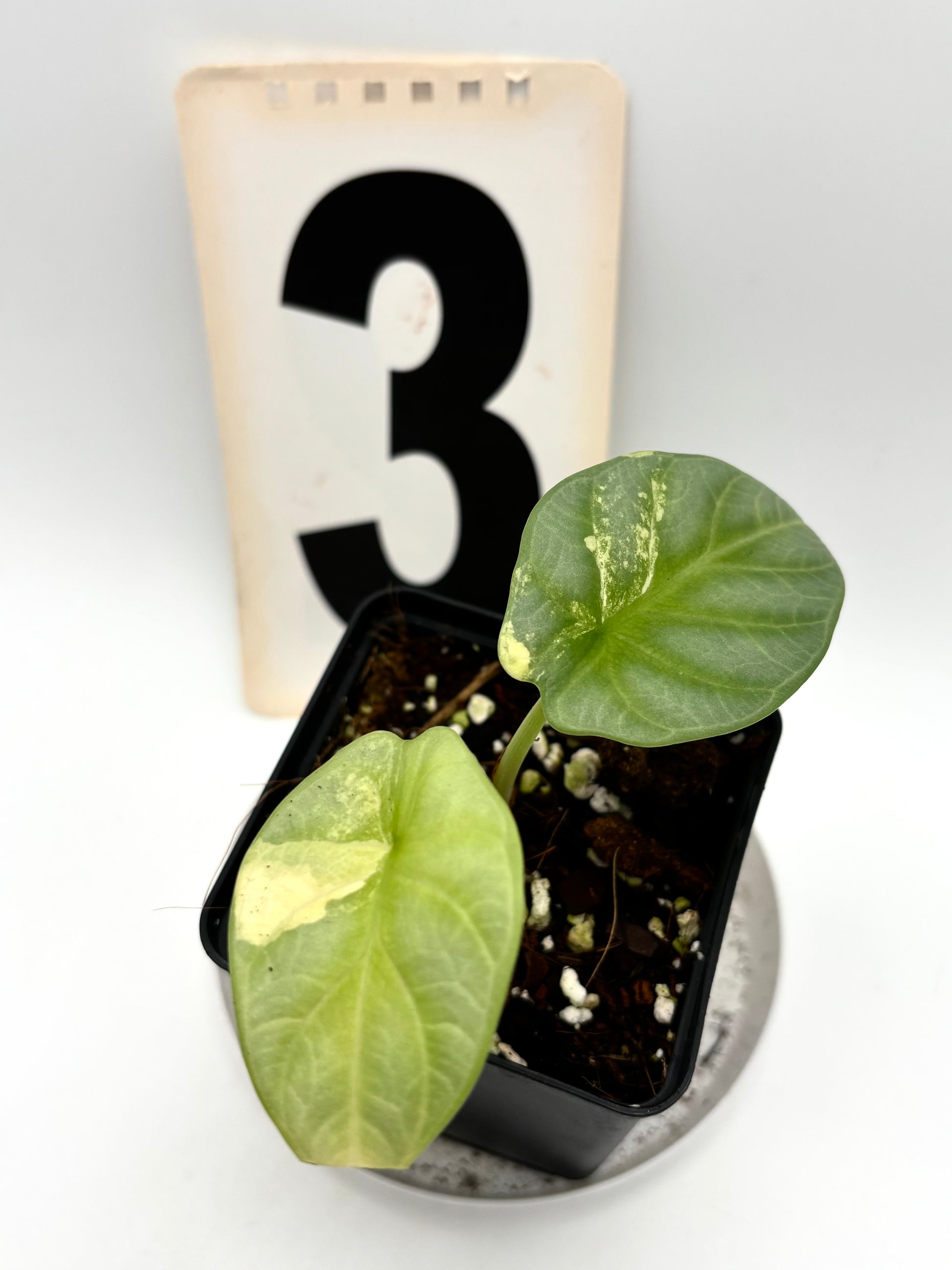 Alocasia Silver Dragon Aurea Variegata