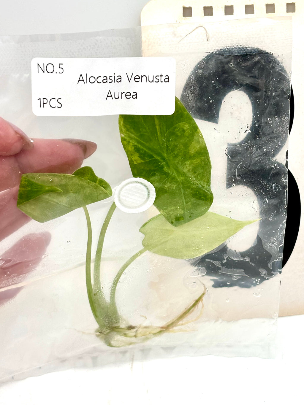 TC - Alocasia Venusta Aurea Variegata