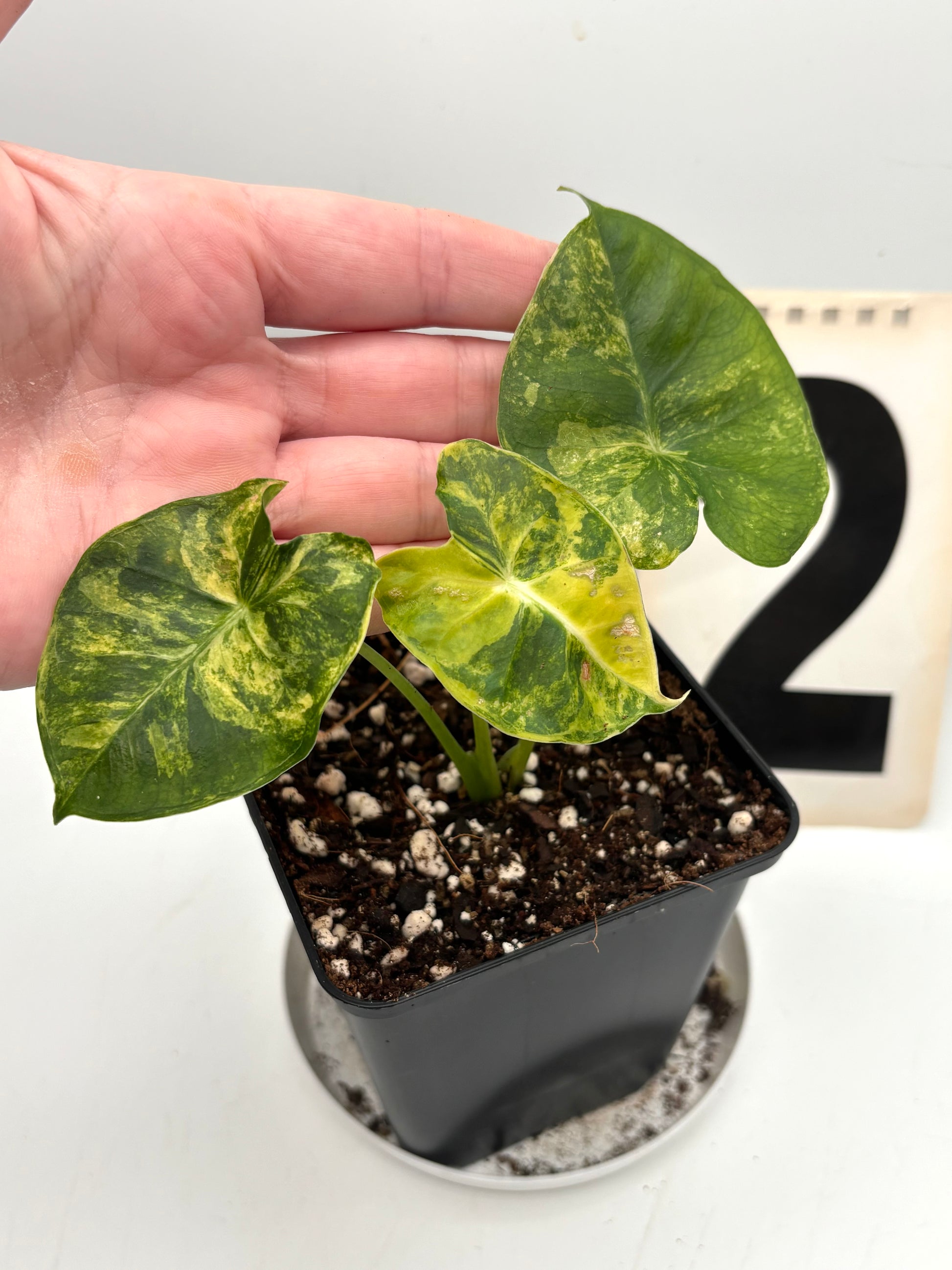 Alocasia London Eye Variegata - Exotic-Flowers