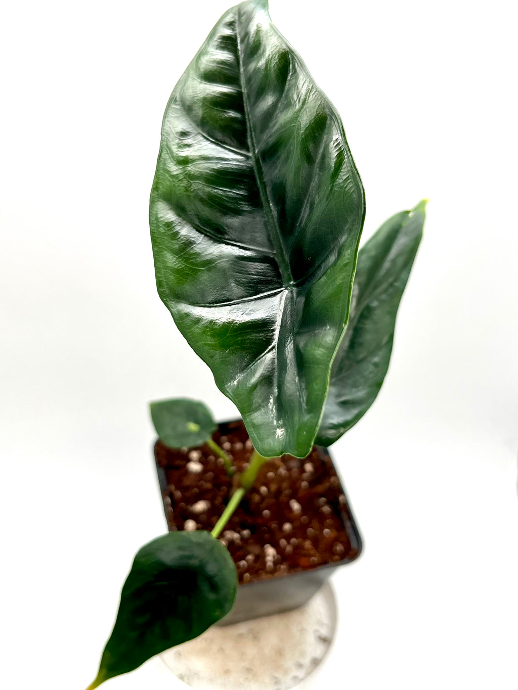 Alocasia Venusta