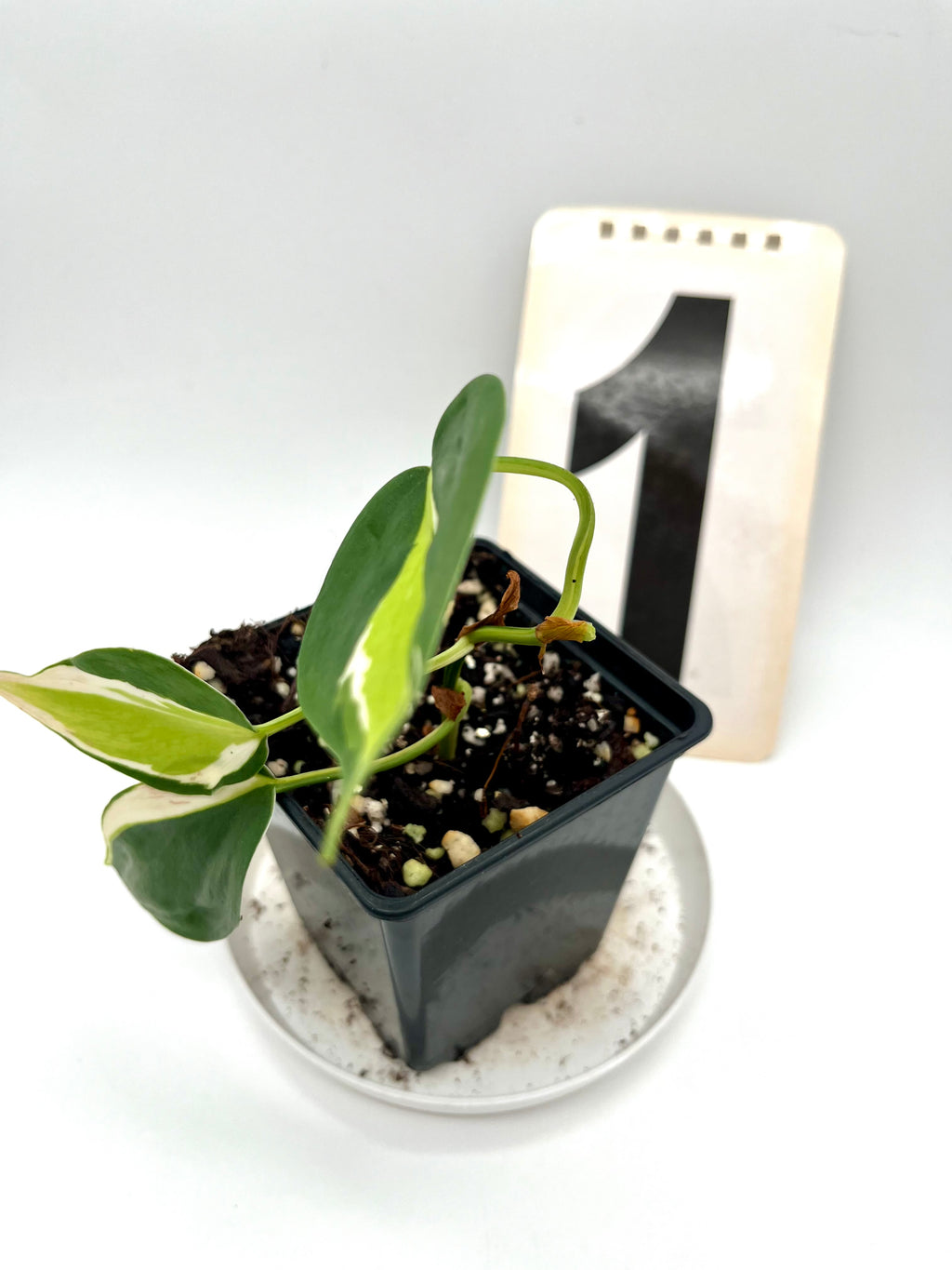 Philodendron Cream Splash