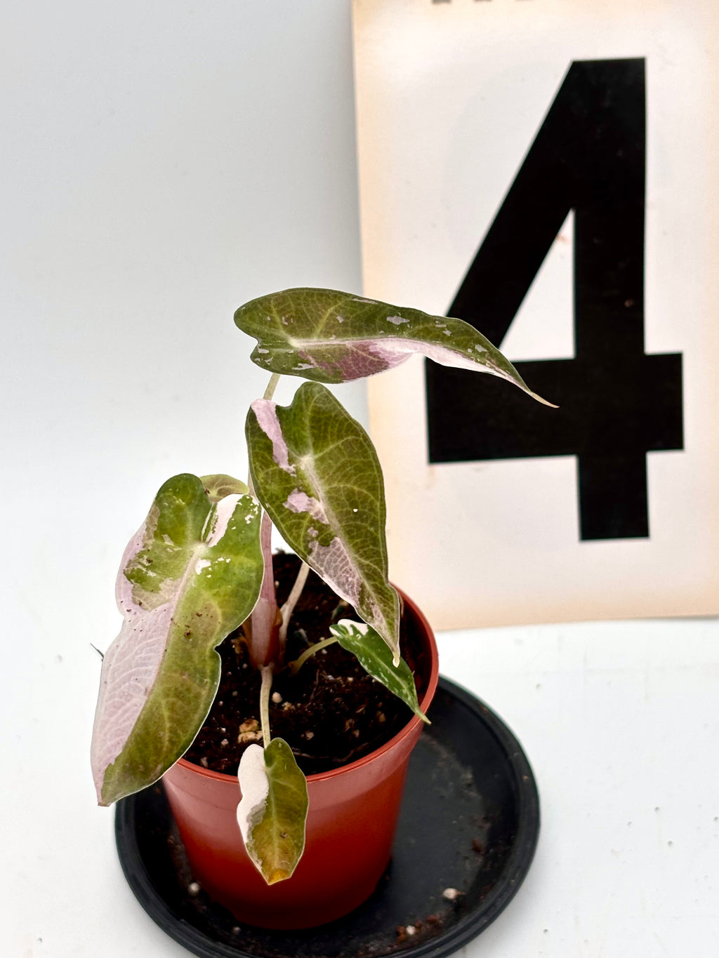 Alocasia Bambino Variegata - Exotic-Flowers