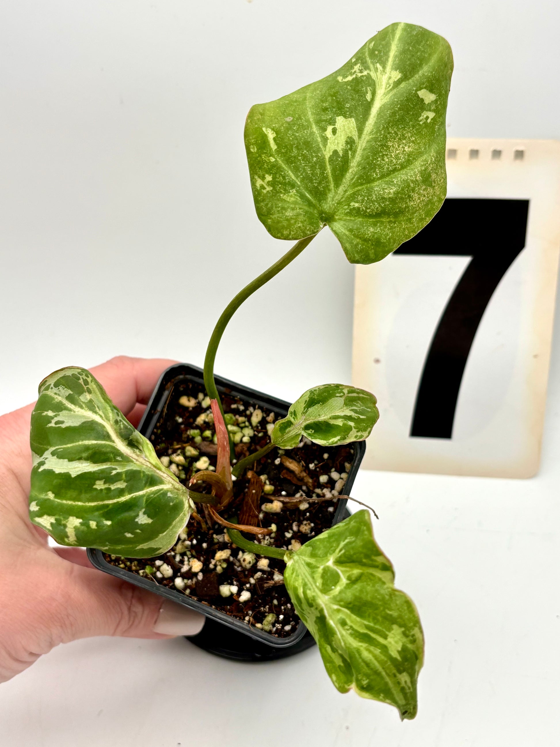 Philodendron Gloriosum Variegata / Snow Leopard - Jungpflanzen