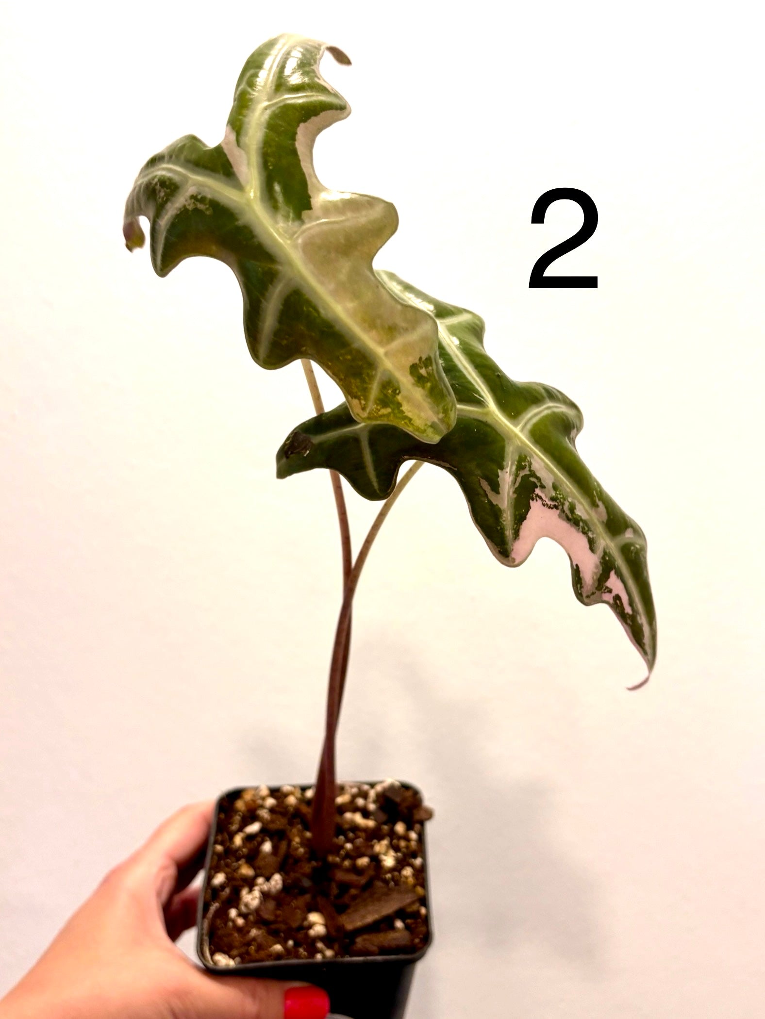 Alocasia Nobilis Variegata Pflanze mit großen, grün-weißen Blättern, exotische Zimmerpflanze von Exotic-Flowers