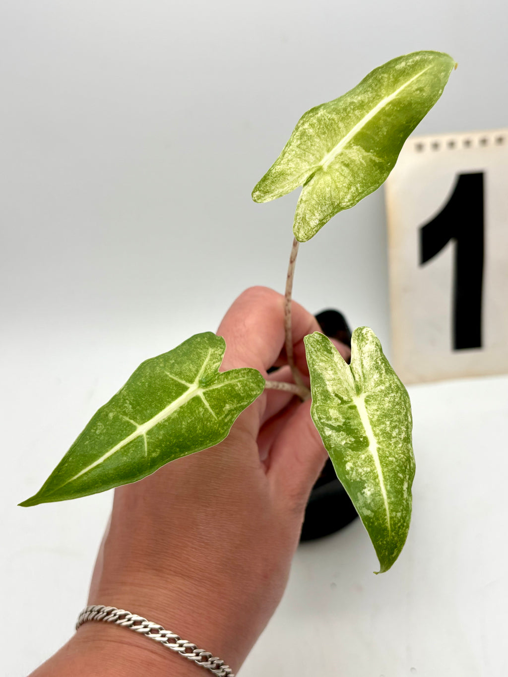 Alocasia Sarian Albo Variegata Pflanze mit großen grünen Blättern mit weißen Variegationsmustern, exotische Zimmerpflanze