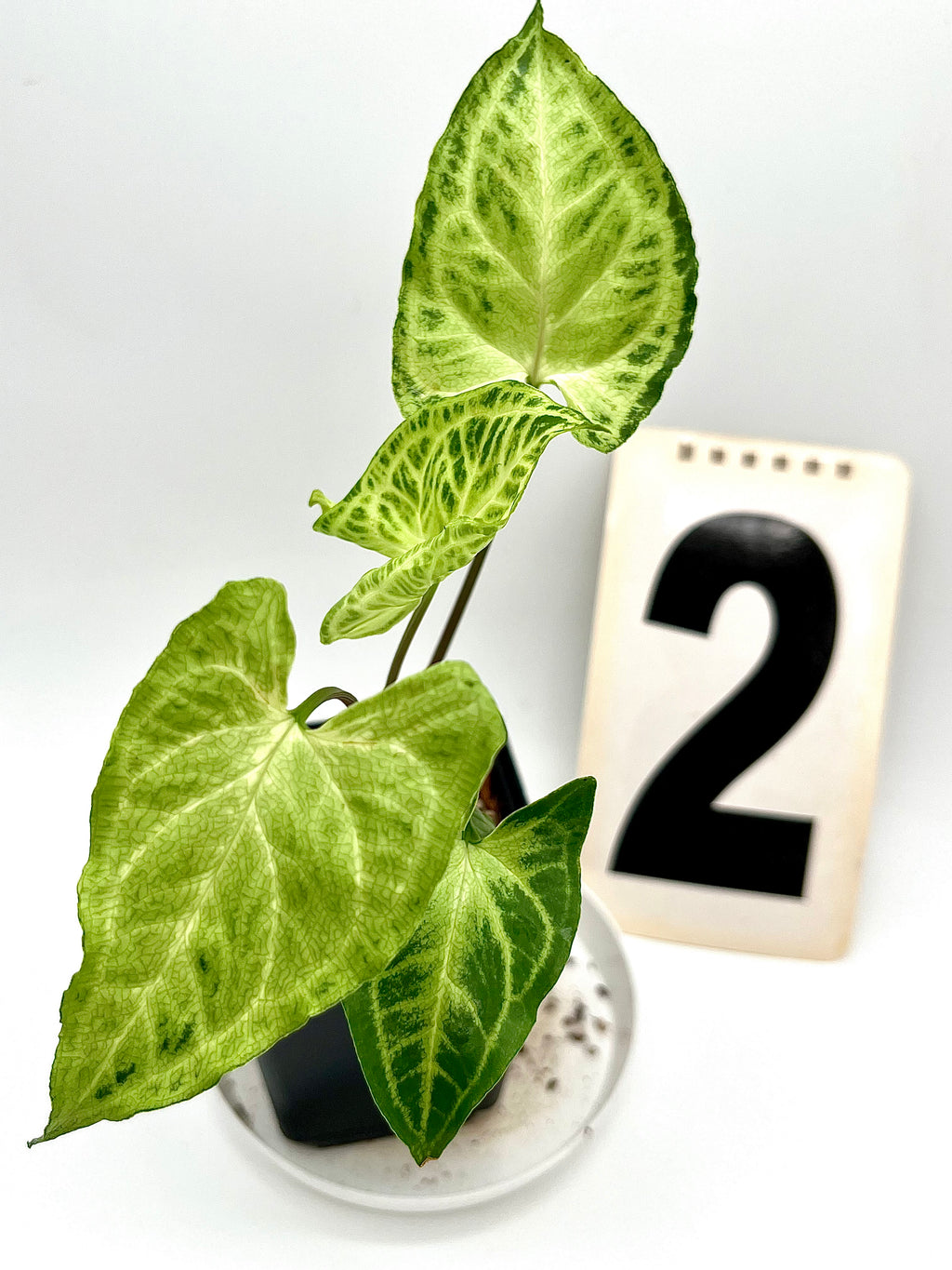 Syngonium Batik / Golden Venation