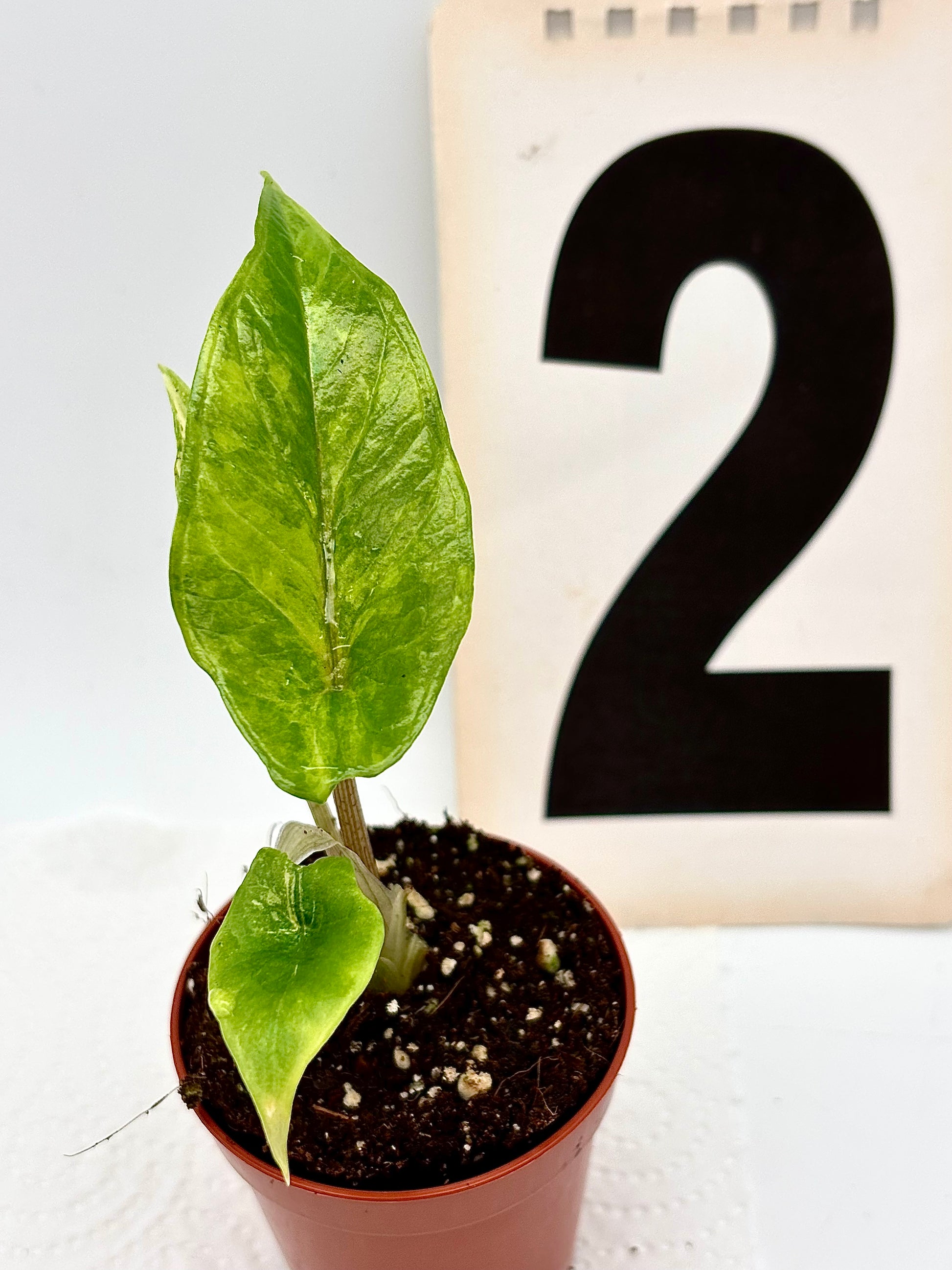 Alocasia Scalprum Variegata
