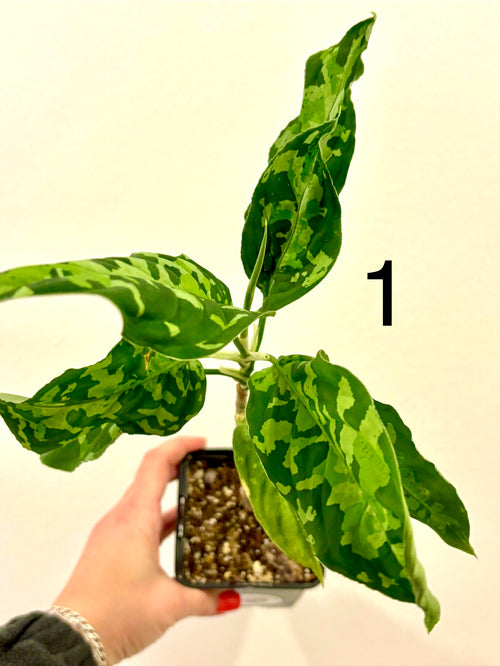 Aglaonema Pictum Tricolor