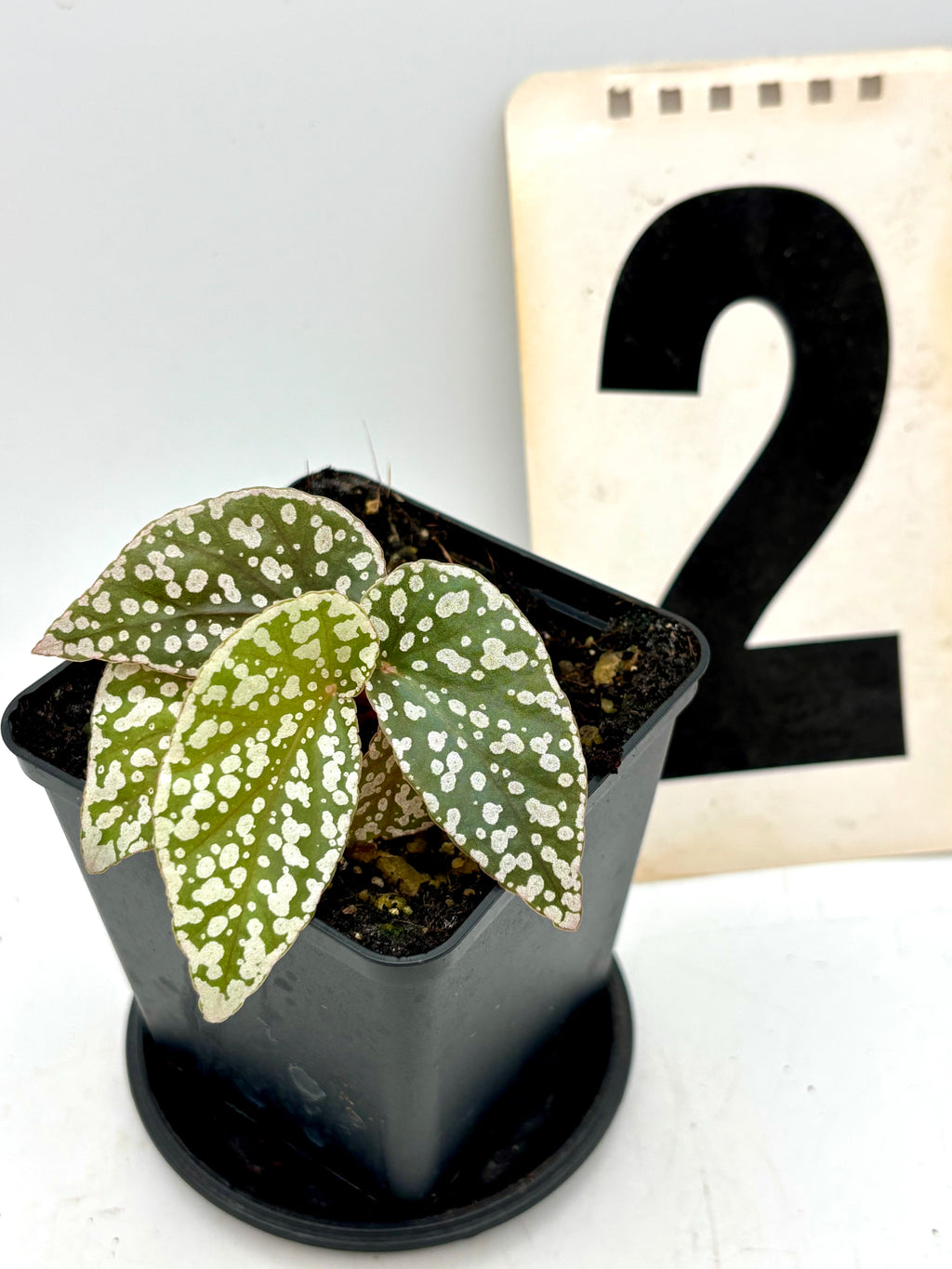 Begonia Snowcap