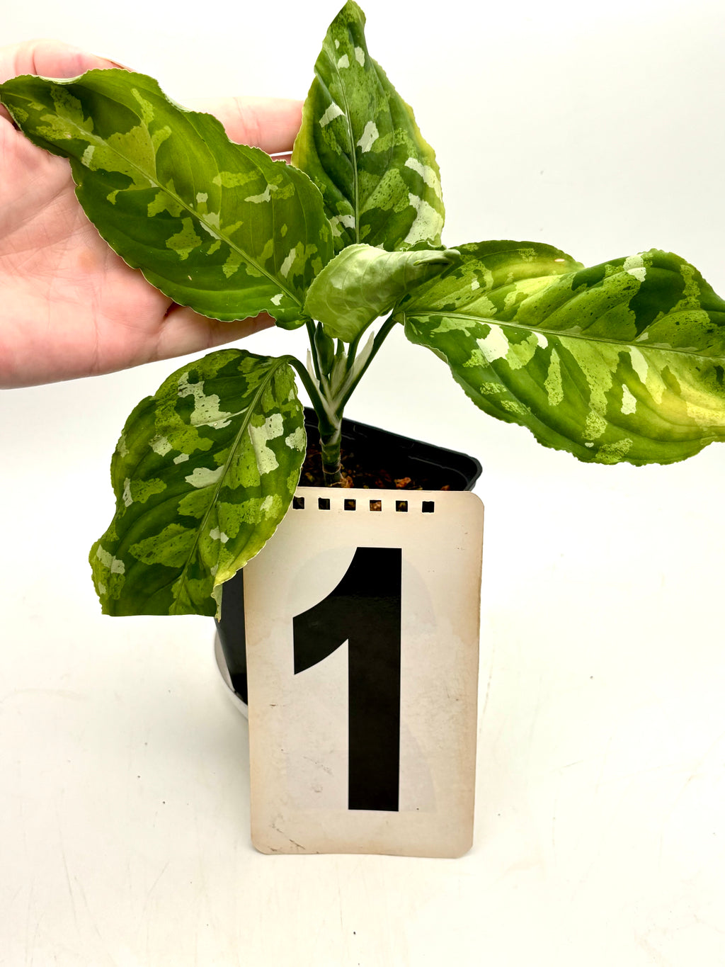 Aglaonema Pictum Tricolor