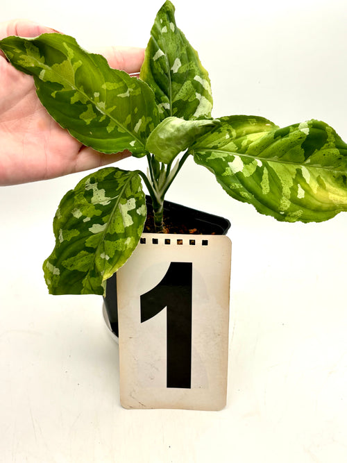 Aglaonema Pictum Tricolor