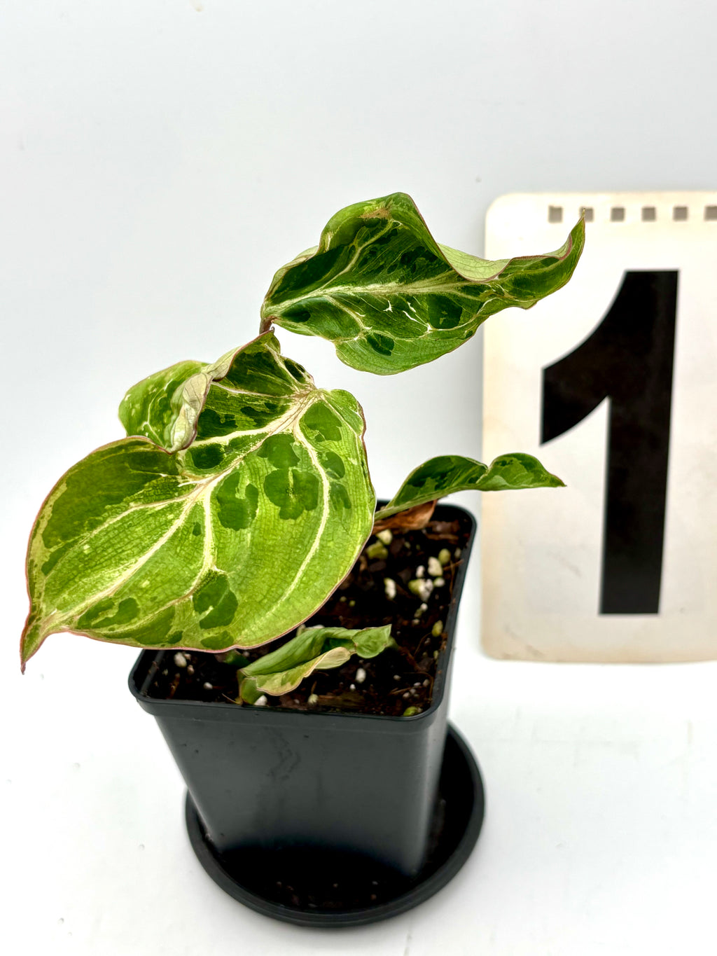 Philodendron Gloriosum Variegata / Snow Leopard - Jungpflanzen