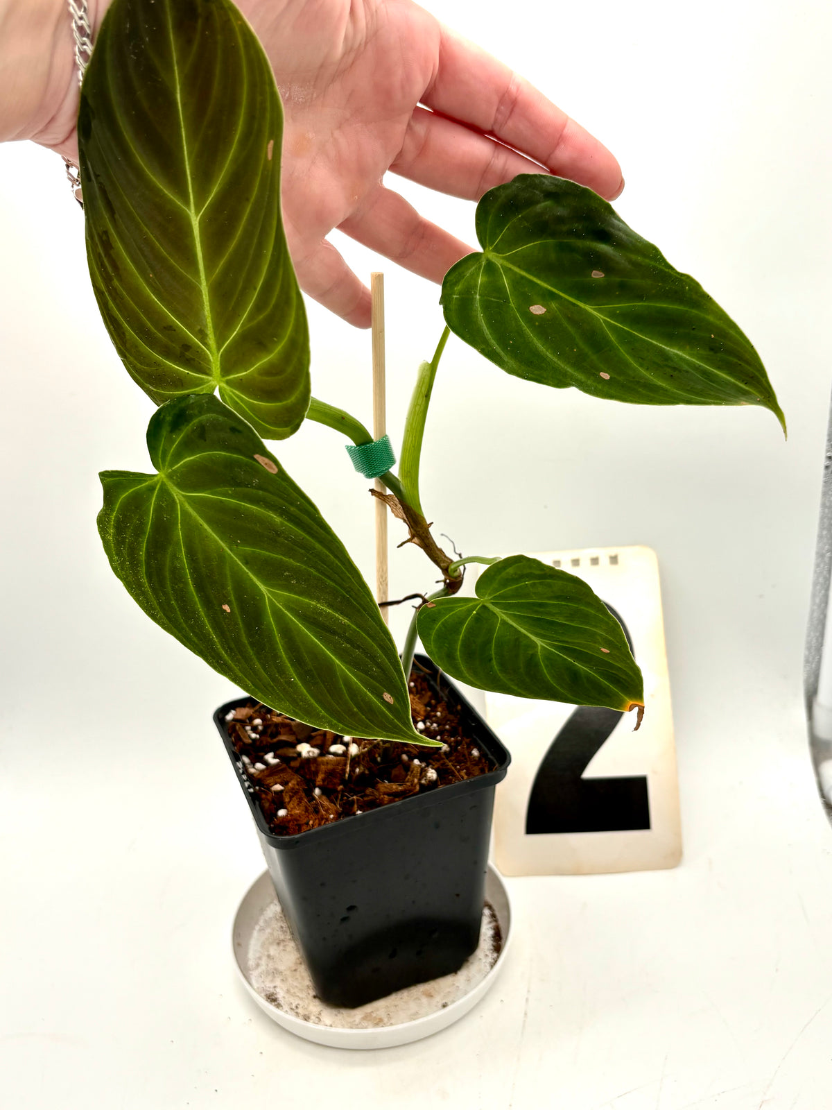 Philodendron Splendid