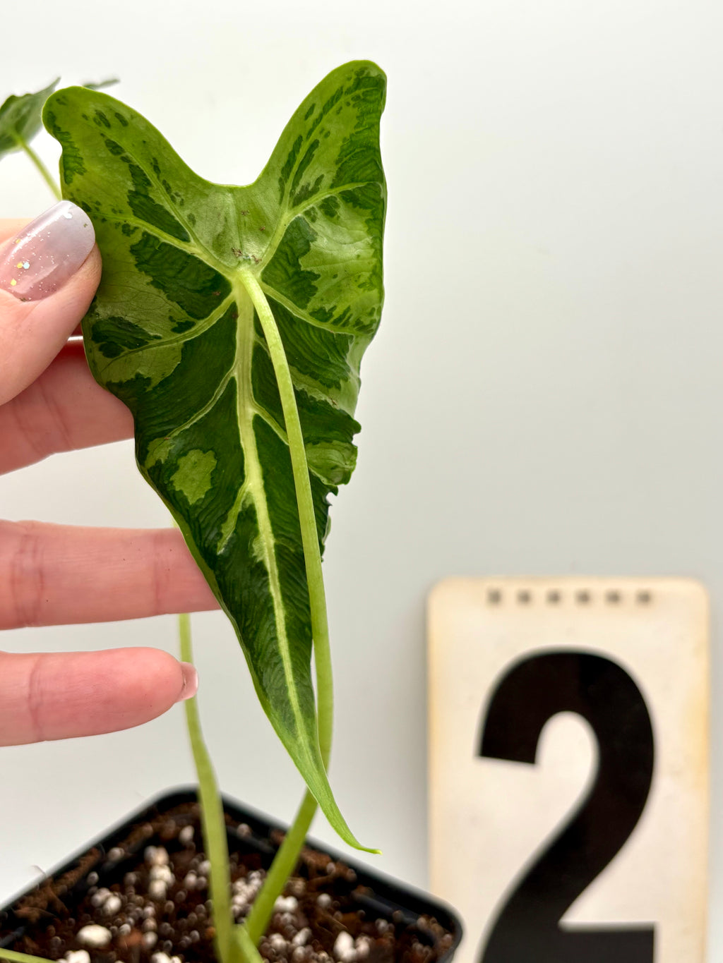 Alocasia Frydek Tattoo / Emerald Tide - Exotic-Flowers