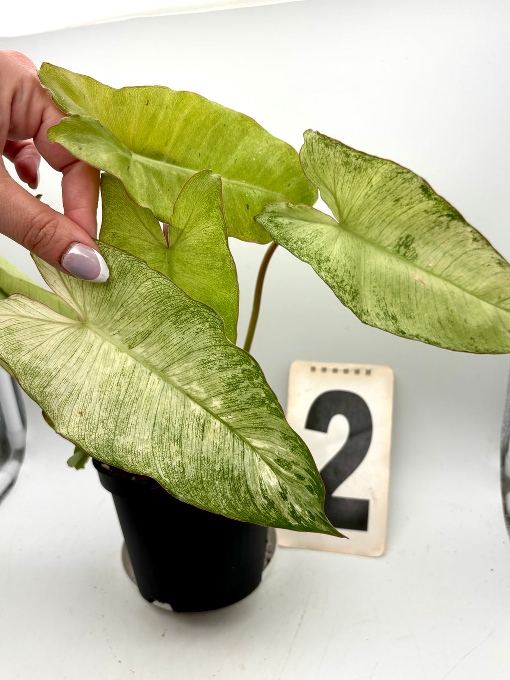 Philodendron Paraiso Verde Albo / Mint Variegata