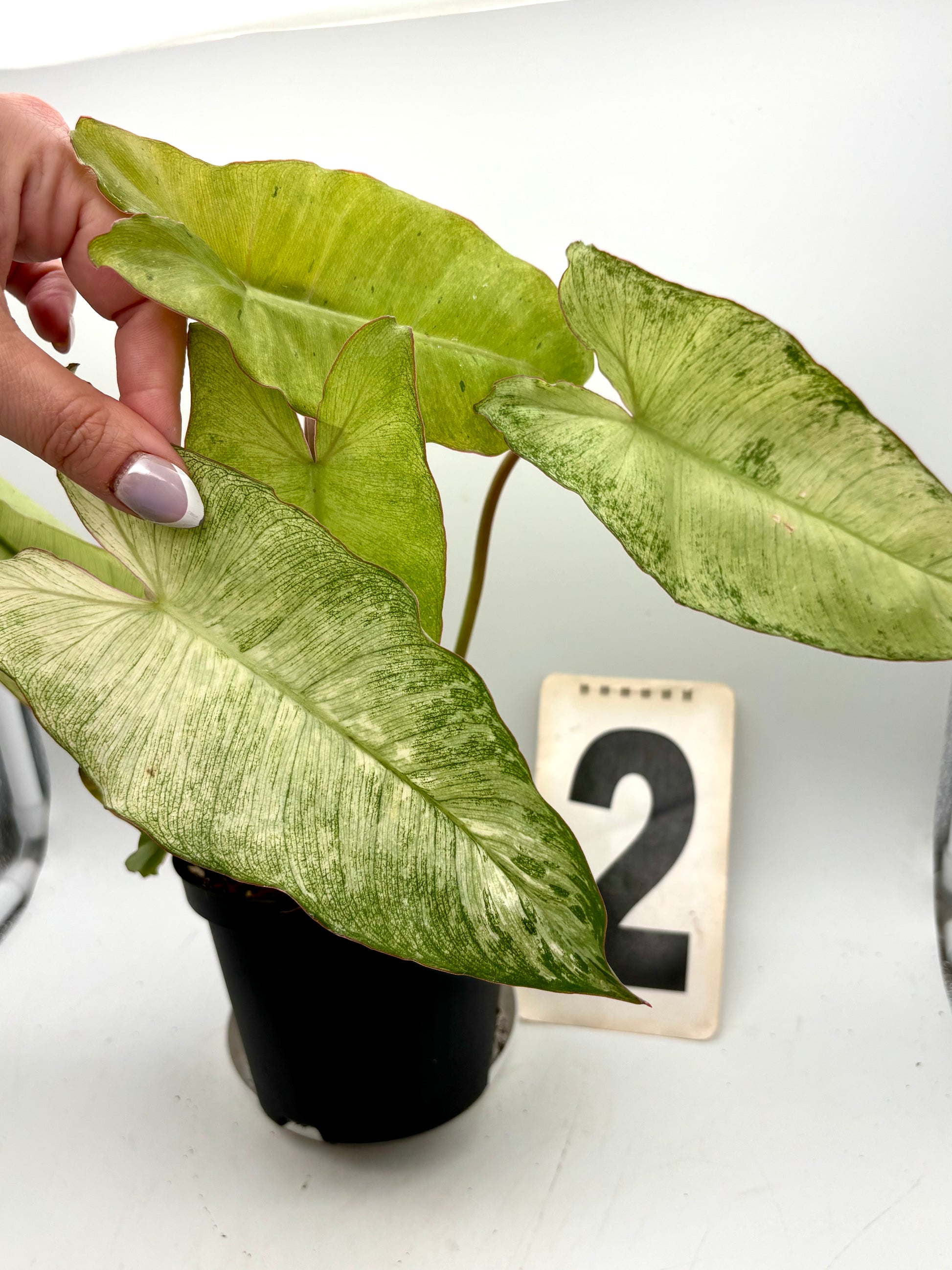 Philodendron Paraiso Verde Albo / Mint Variegata