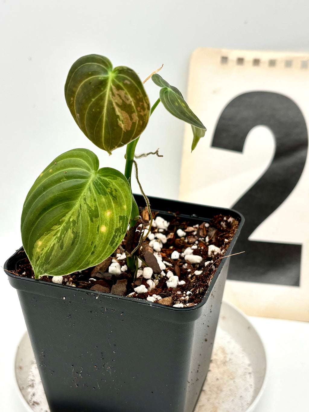 Exotischer Philodendron Melanochrysum Variegata mit grünen und cremefarbenen Blättern, auf Bild mit stilvollem Pflanzenhintergrund.