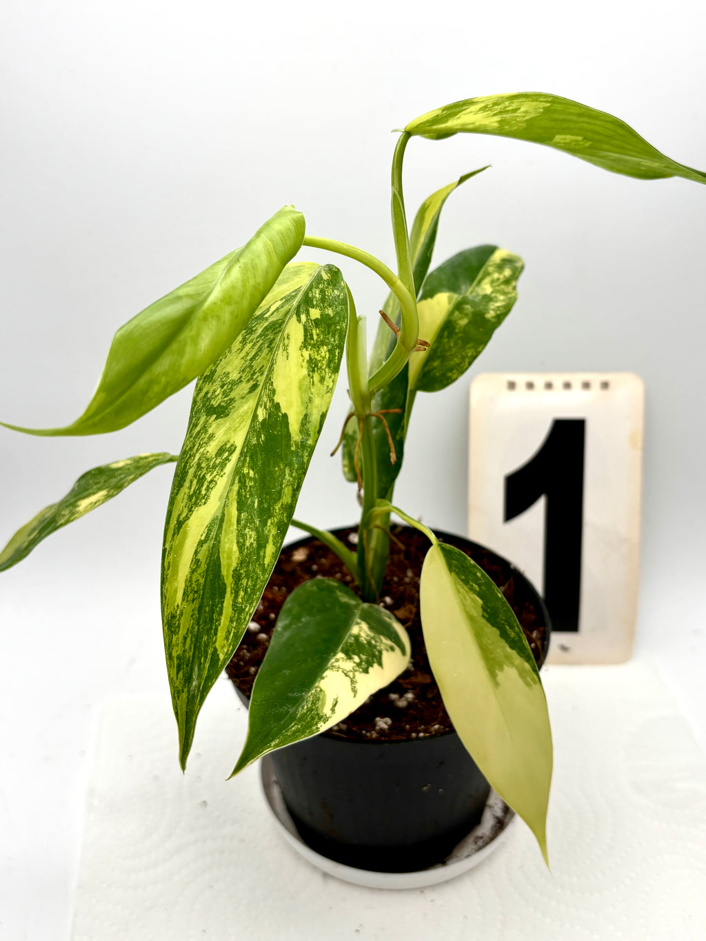 Philodendron Siam Sunrise / Domesticum Variegata
