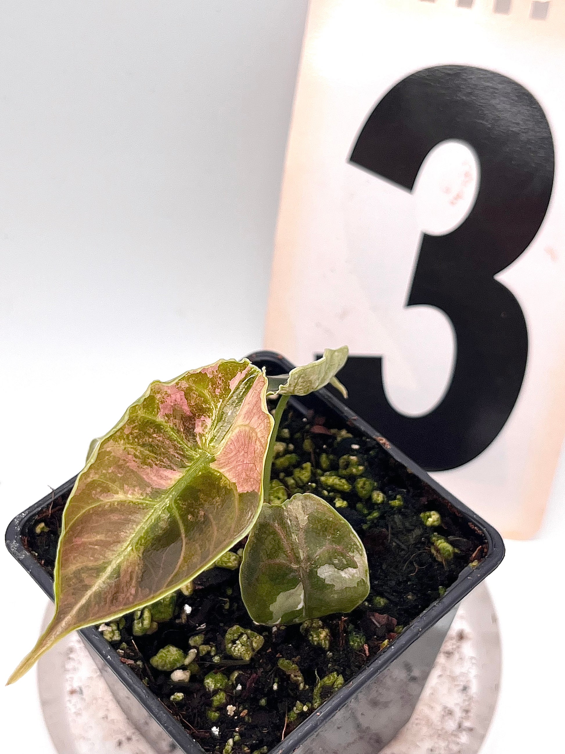 Alocasia Azlanii Variegata