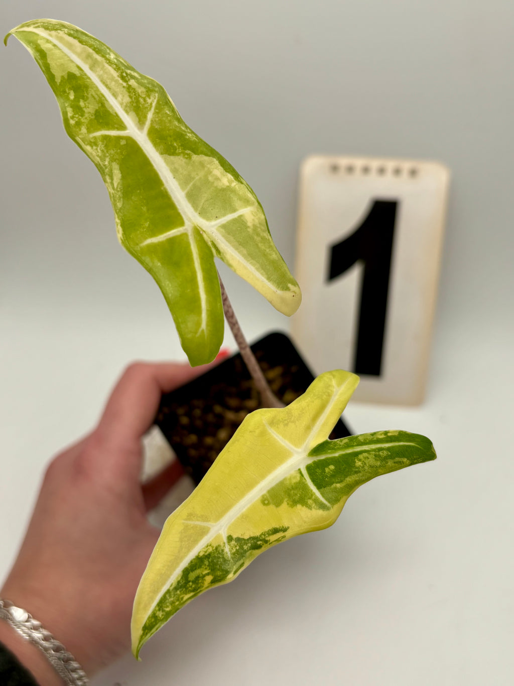 Alocasia Sarian Aurea Variegata