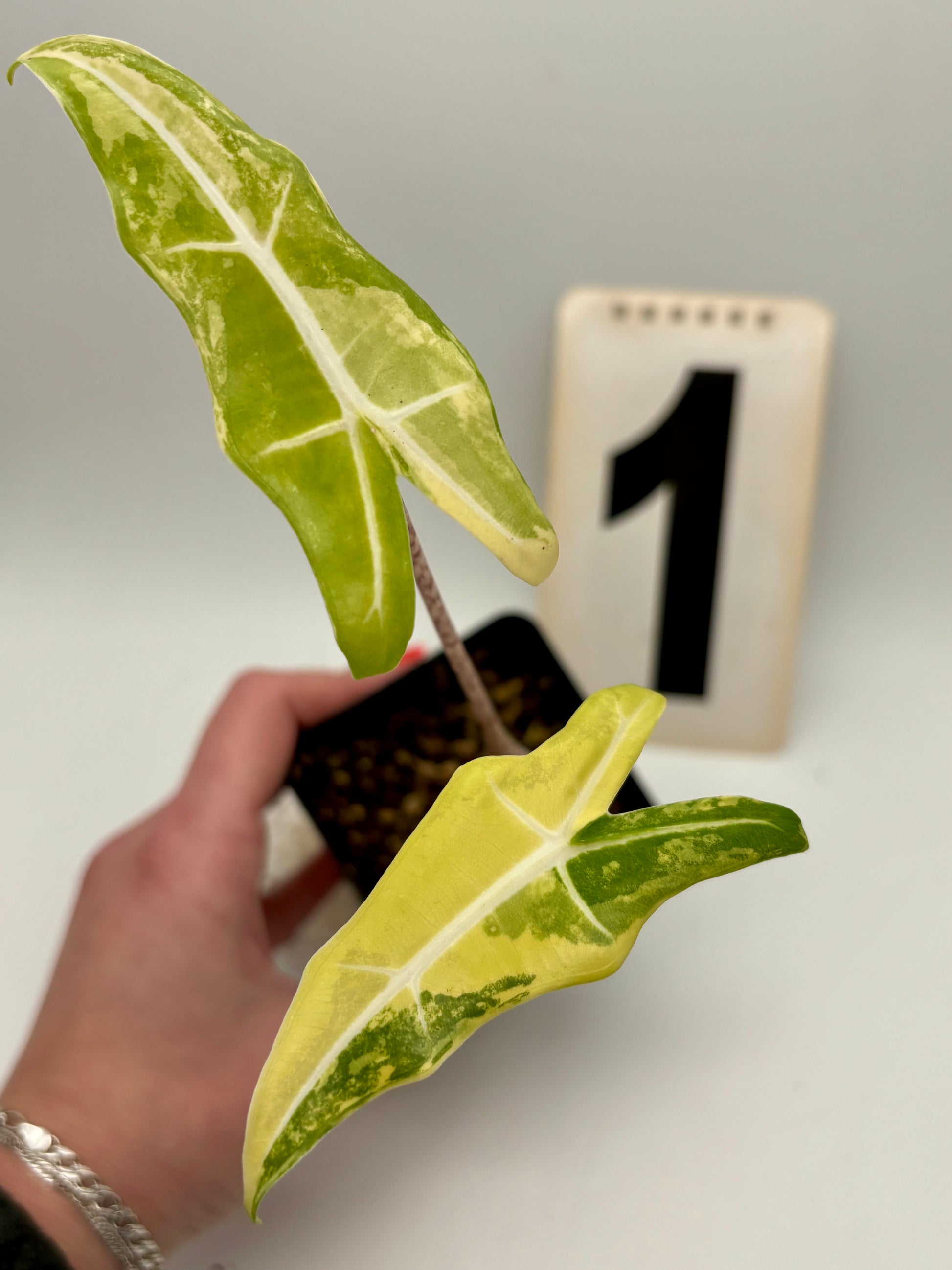 Alocasia Sarian Aurea Variegata