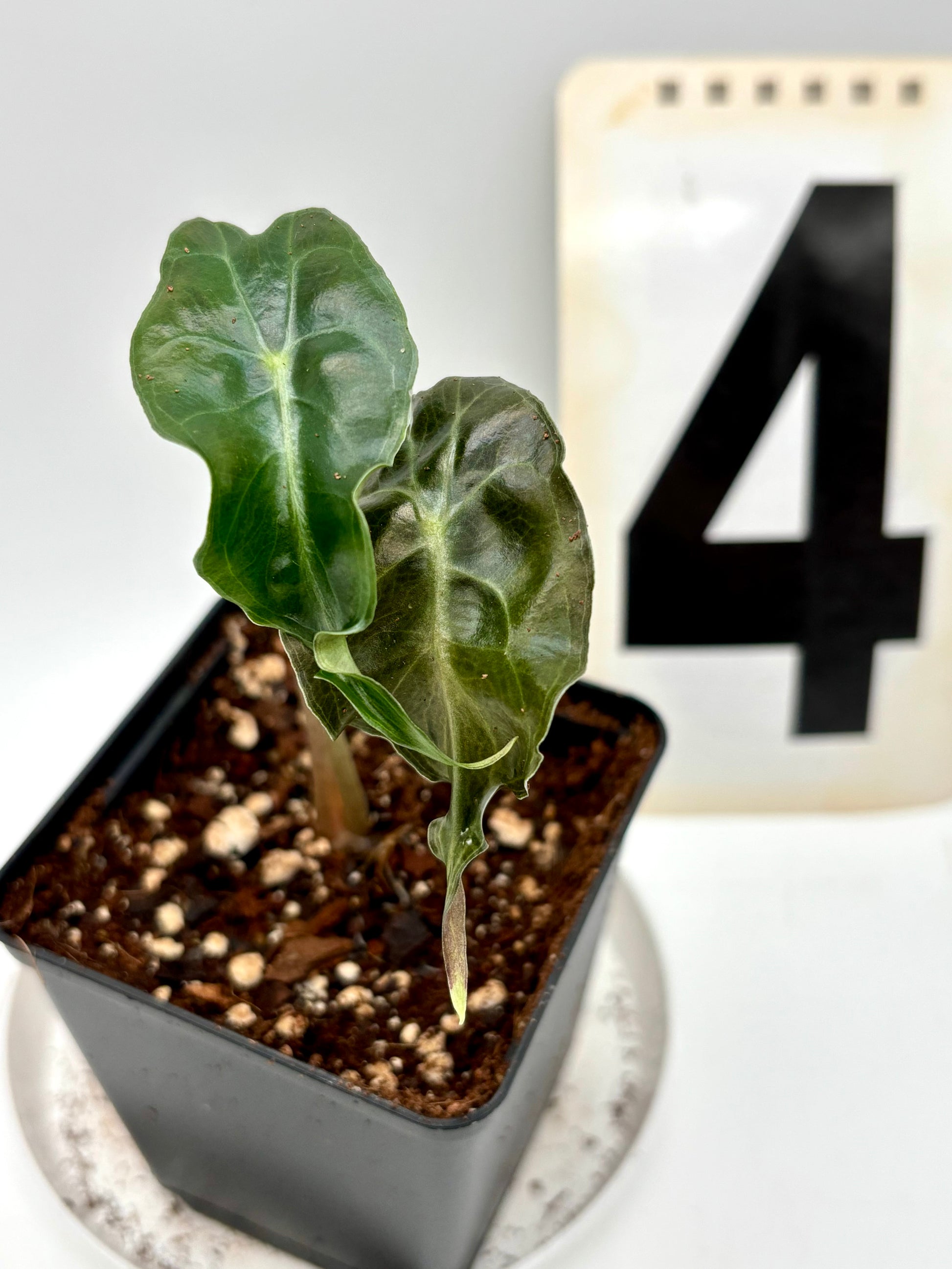 Alocasia Venom - Exotic-Flowers