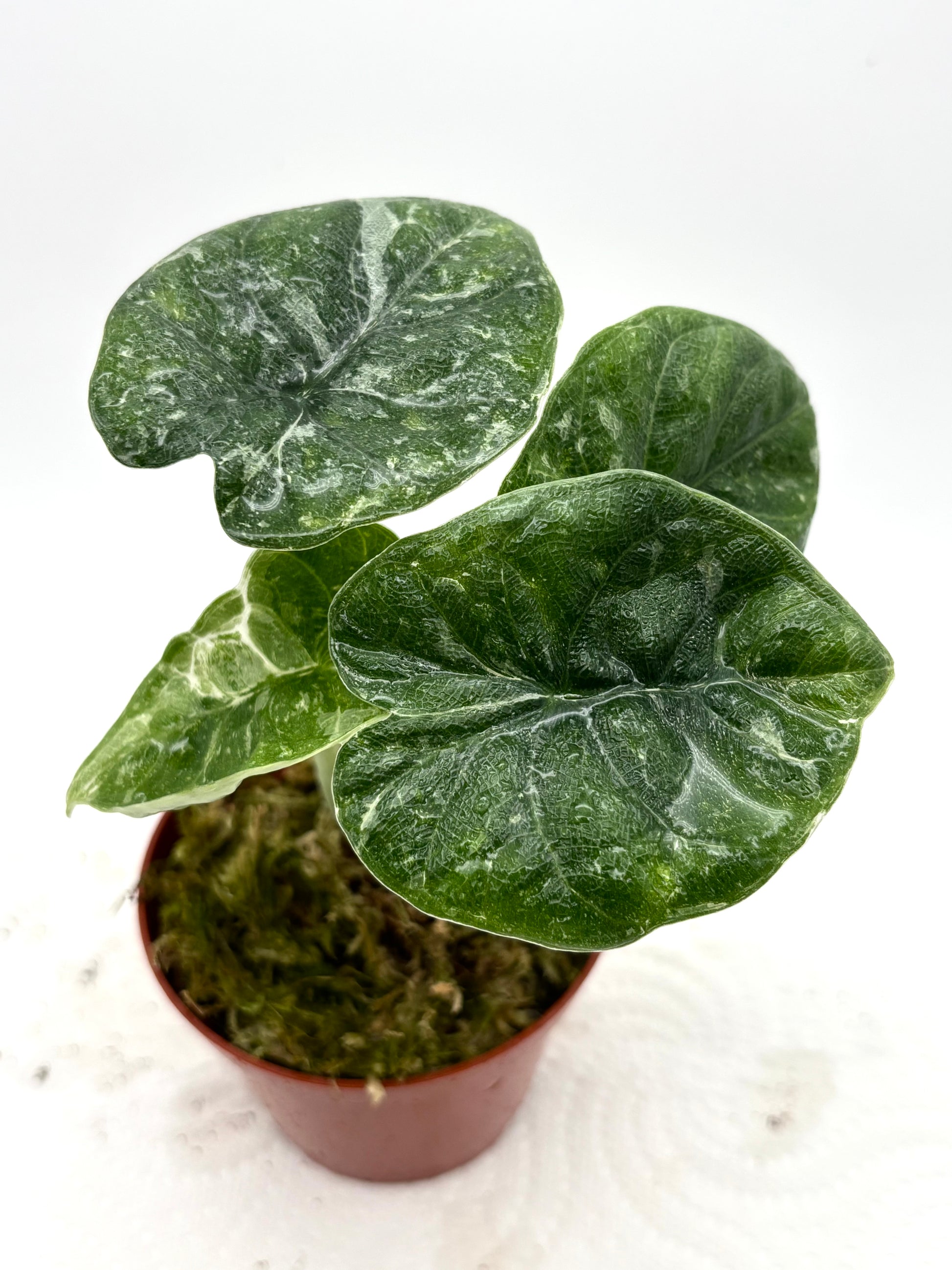 Alocasia Melo Variegata Splash