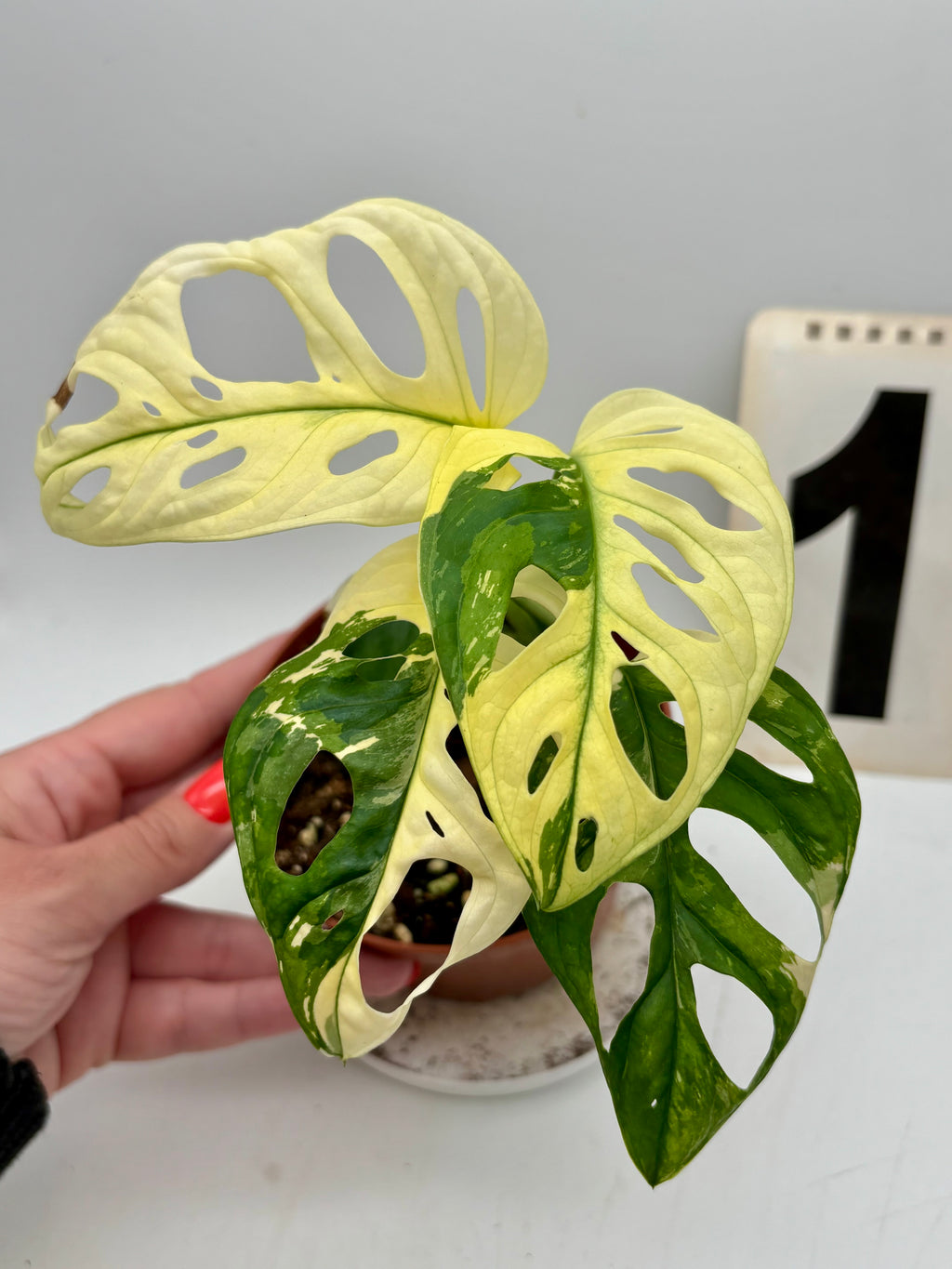 Monstera Adansonii Variegata - Exotic-Flowers