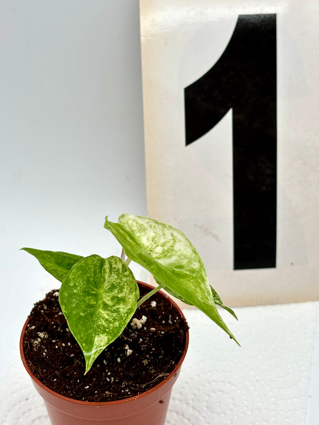 Alocasia Nairobi Night Variegata