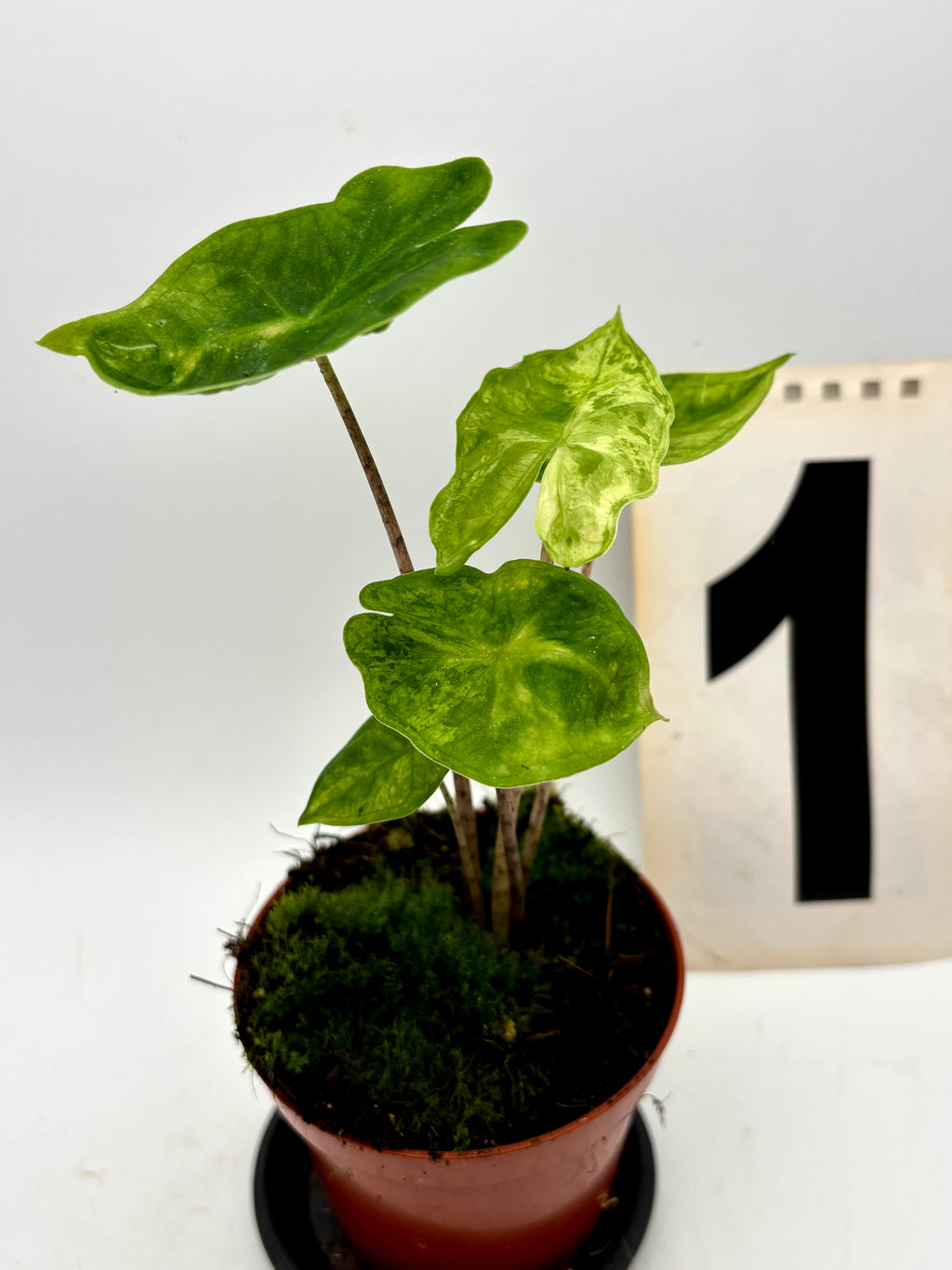 Alocasia Batwing Variegata