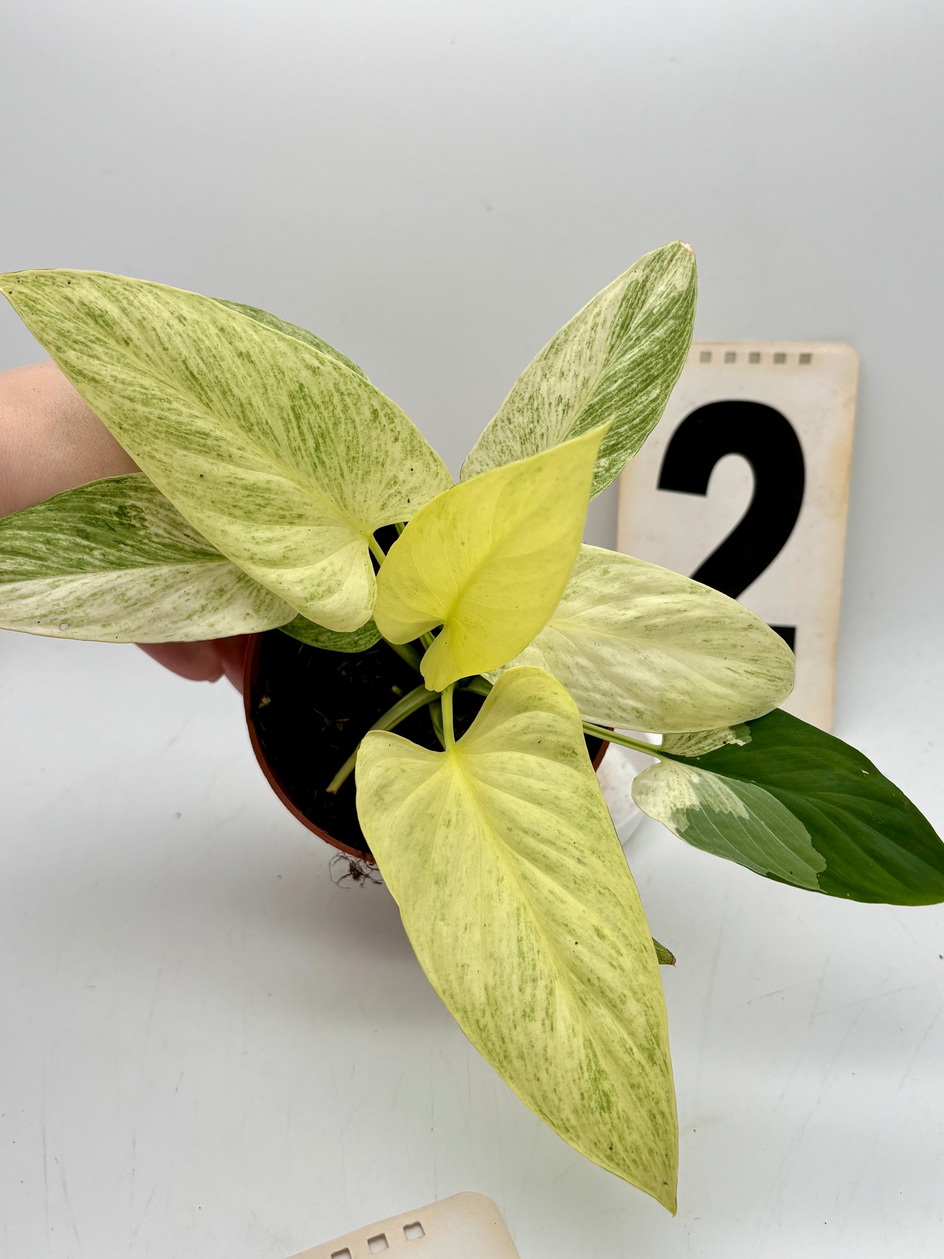 Homalomena Sulcata Cream Frost - Exotic-Flowers