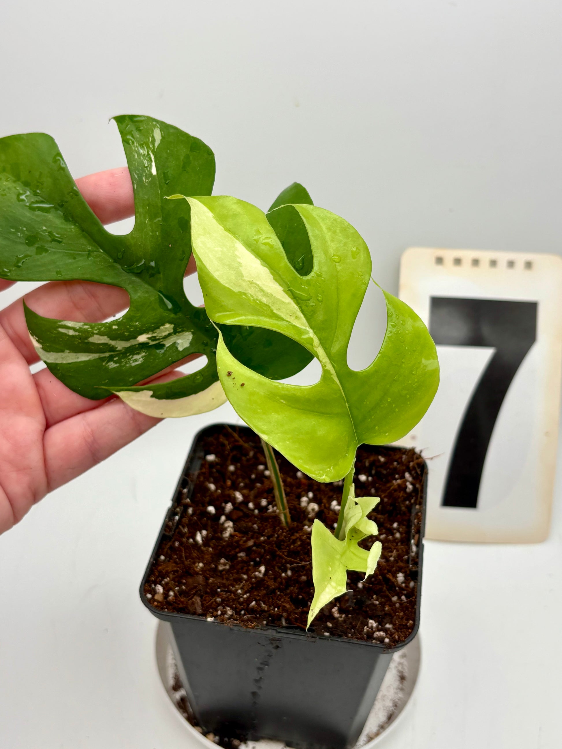 Rhaphidophora Tetrasperma Albo Variegata / Monstera Minima