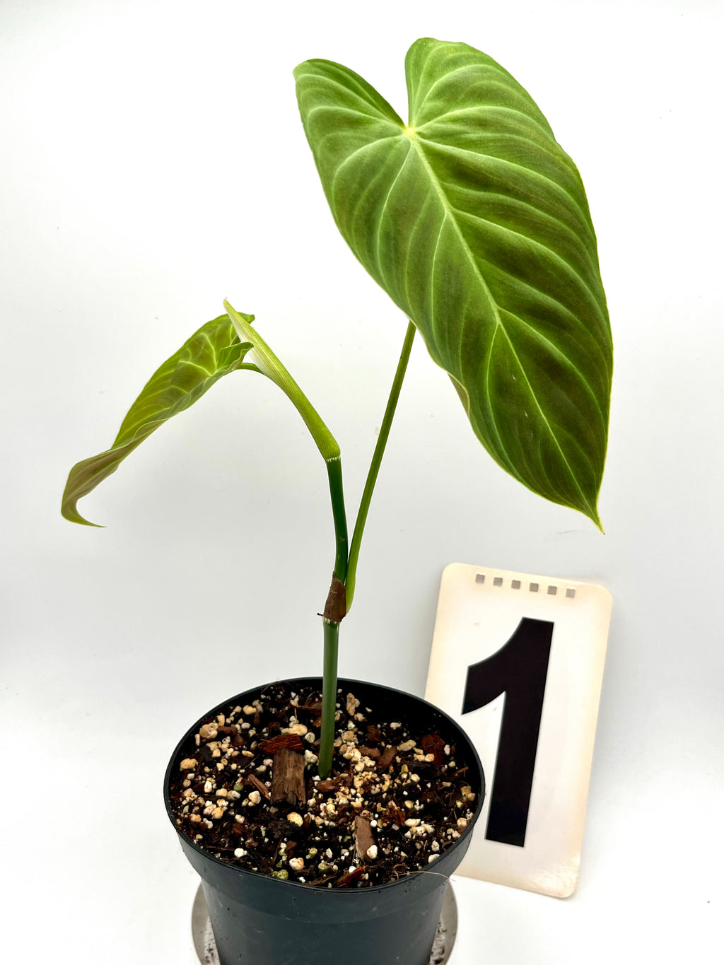 Philodendron Splendid