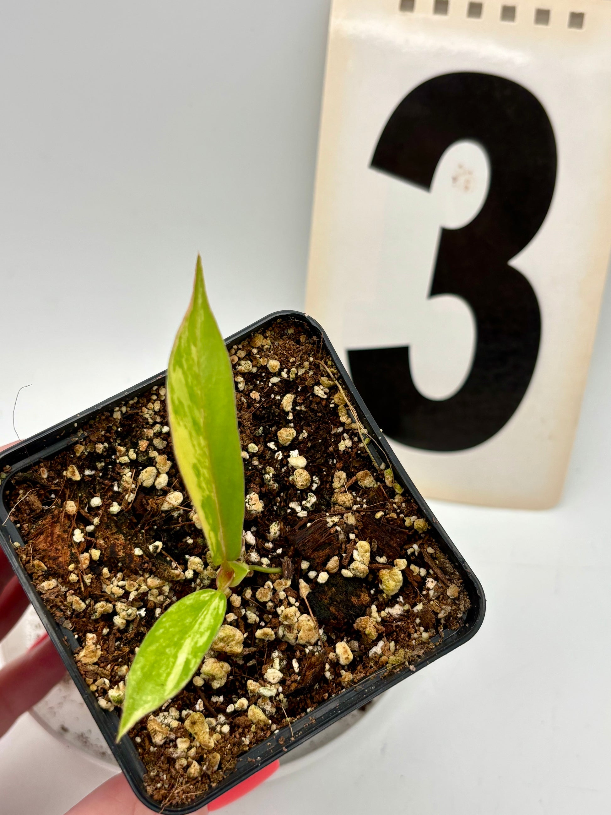 Philodendron Tortum Variegata x Florida Beauty