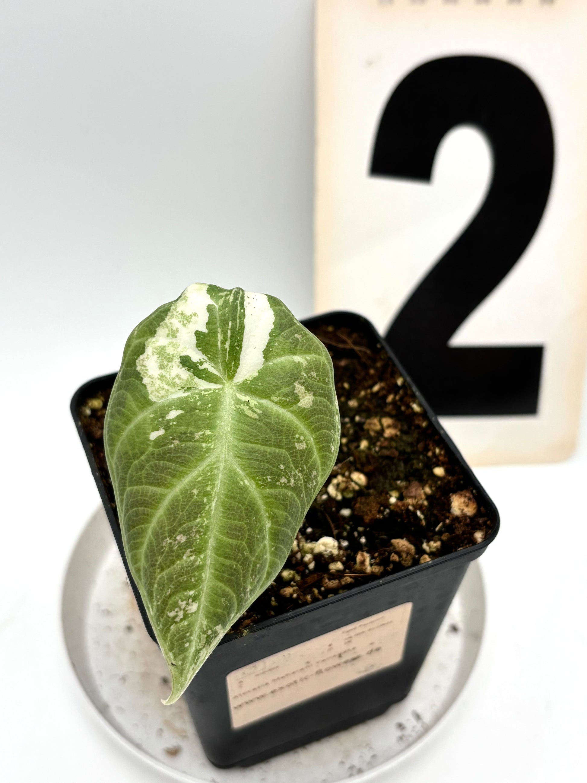 Alocasia Maharani Variegata - Exotic-Flowers